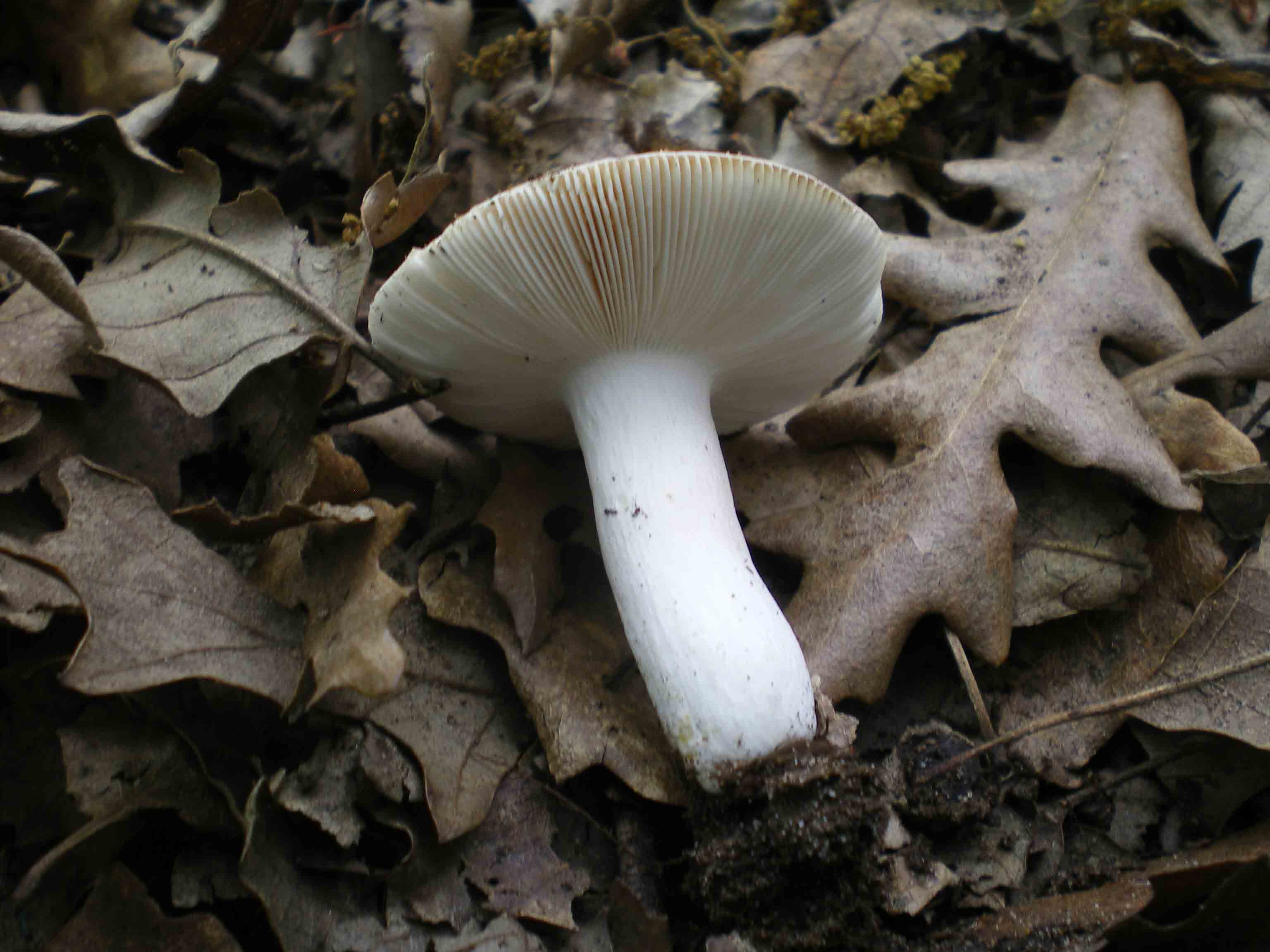 Passeggiata del 29 aprile - A.verna? e Russole sp.