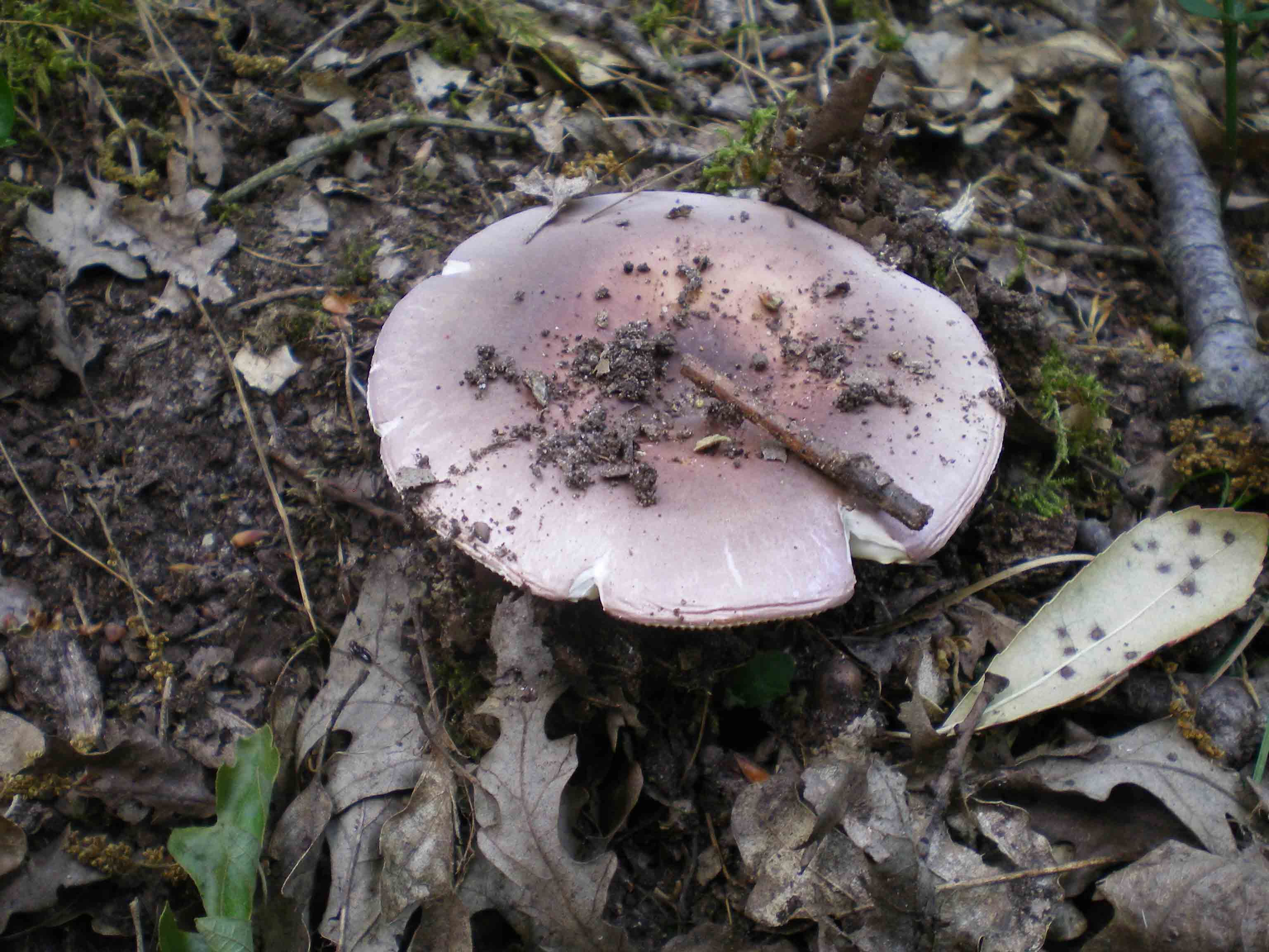 Passeggiata del 29 aprile - A.verna? e Russole sp.