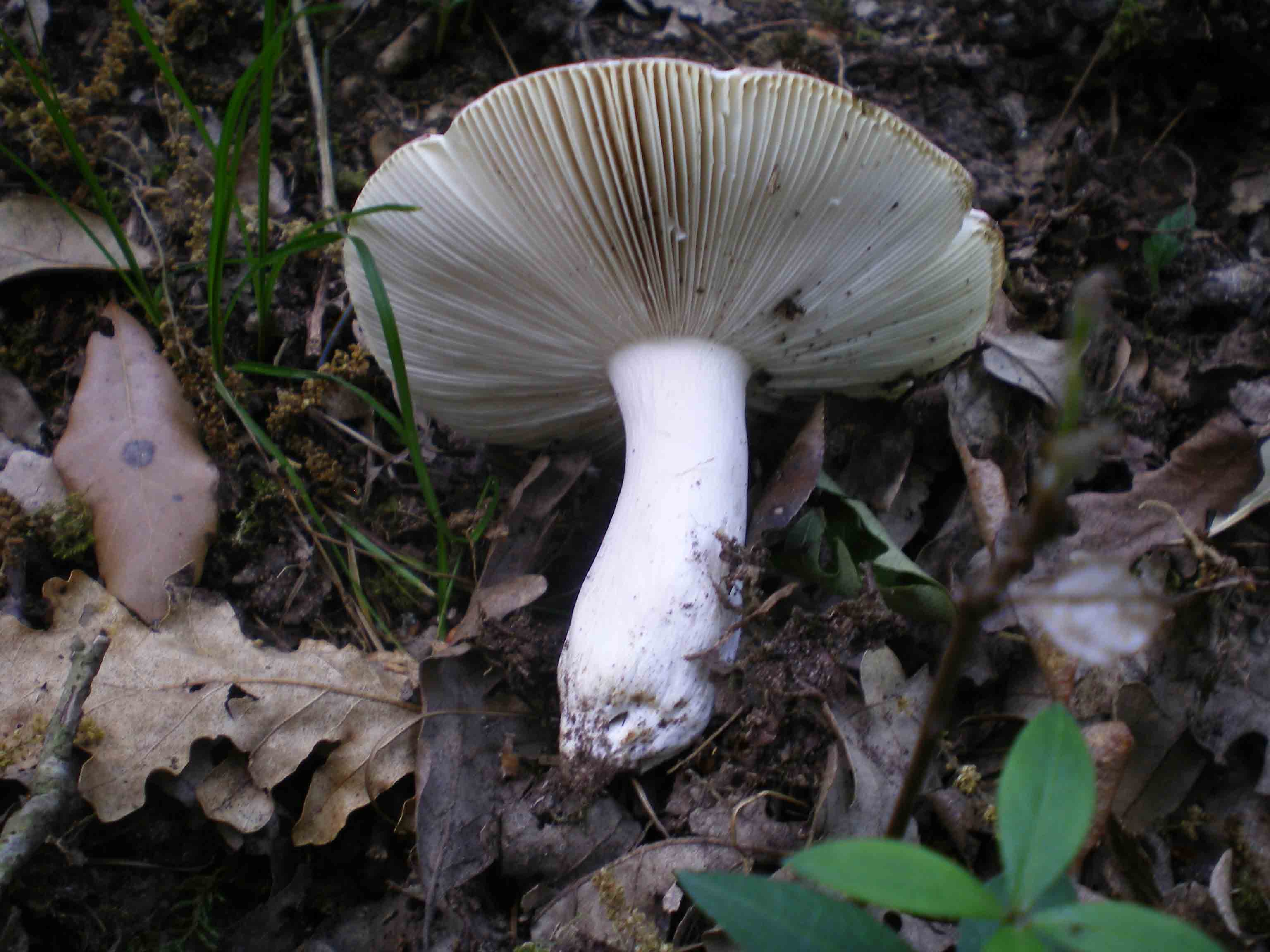 Passeggiata del 29 aprile - A.verna? e Russole sp.