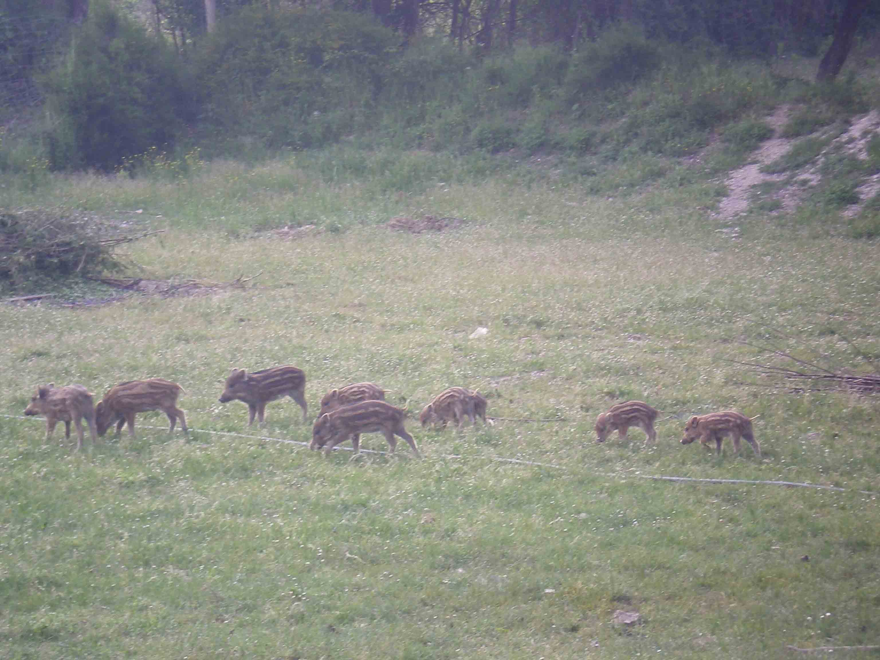 Passeggiata del 29 aprile - A.verna? e Russole sp.