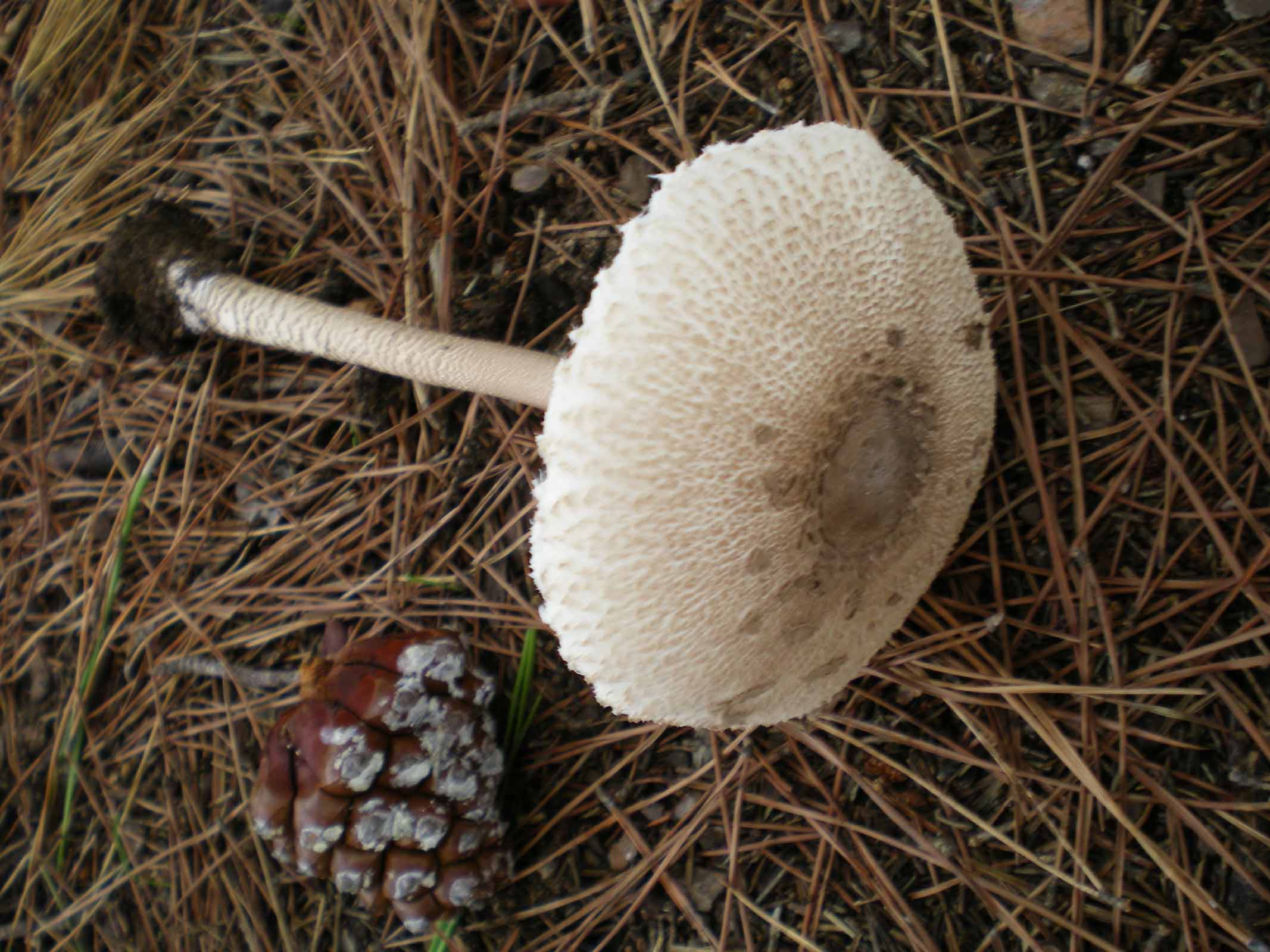 Uscita di oggi 6 ottobre 2010