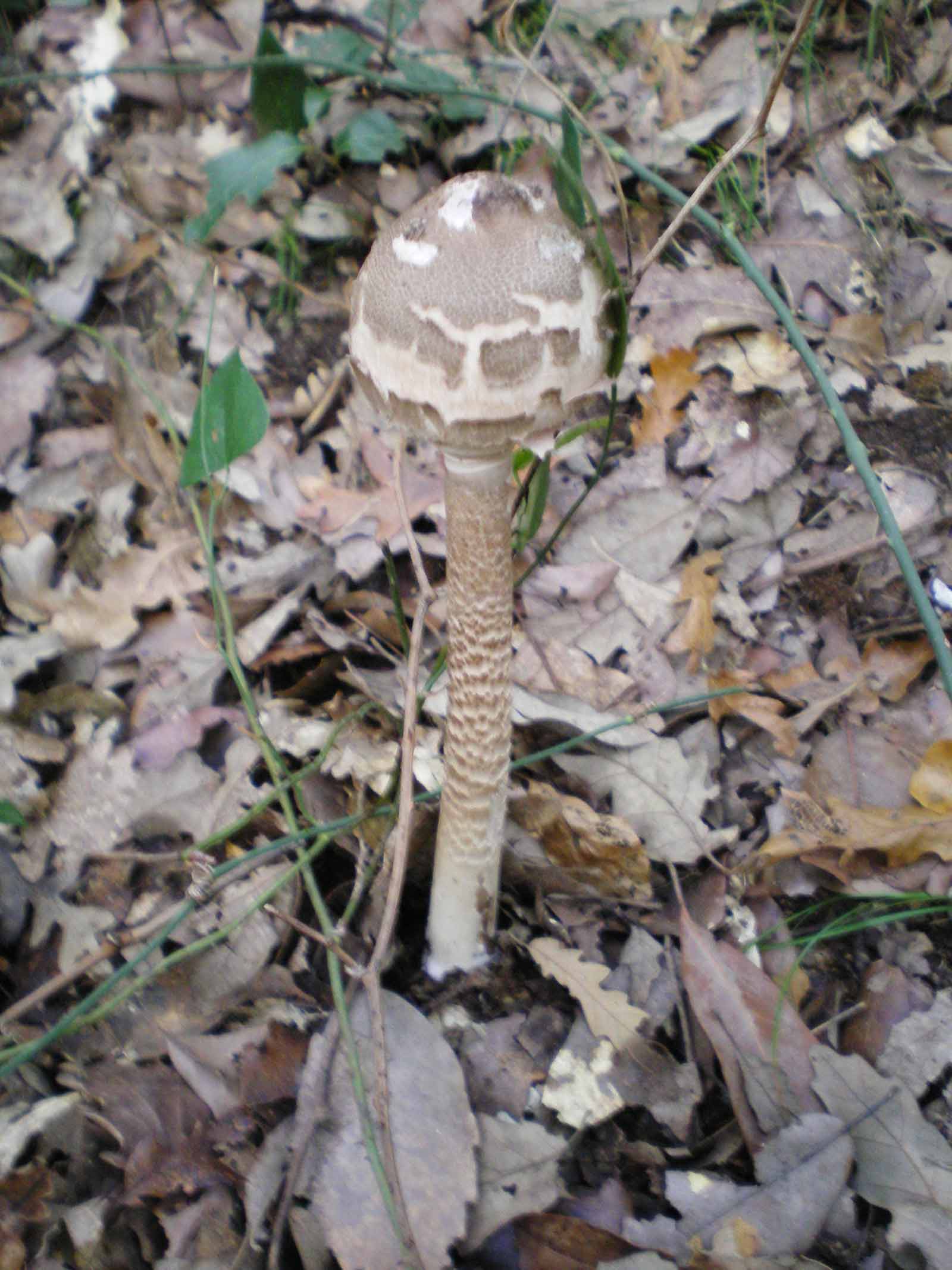 Uscita di oggi 6 ottobre 2010