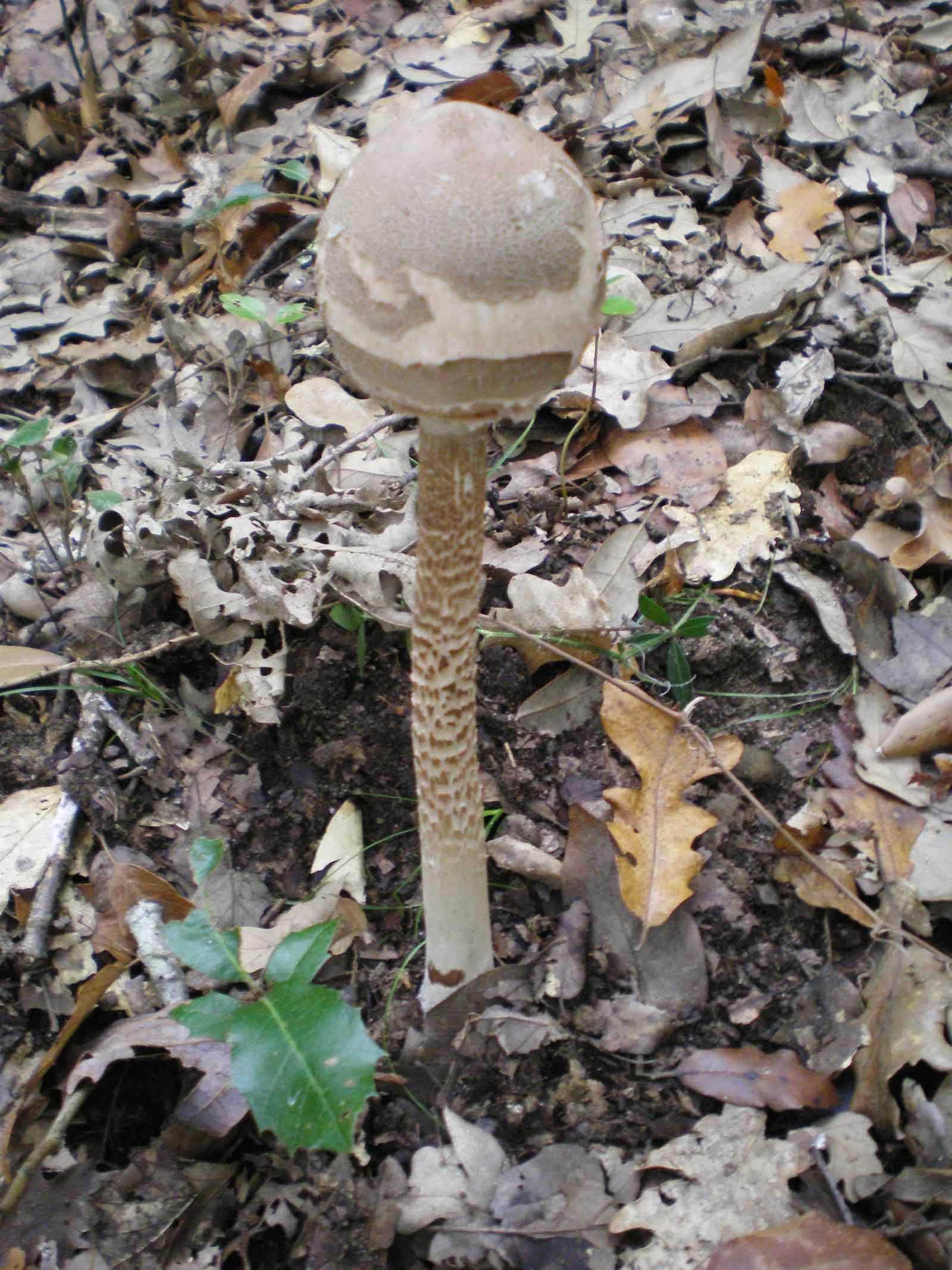 Uscita di oggi 6 ottobre 2010