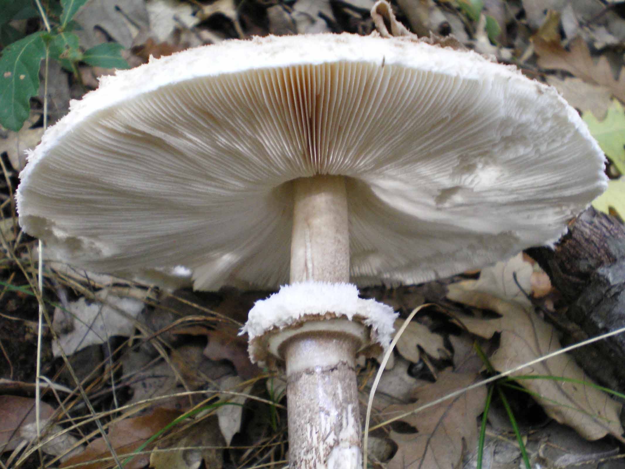 Uscita di oggi 6 ottobre 2010