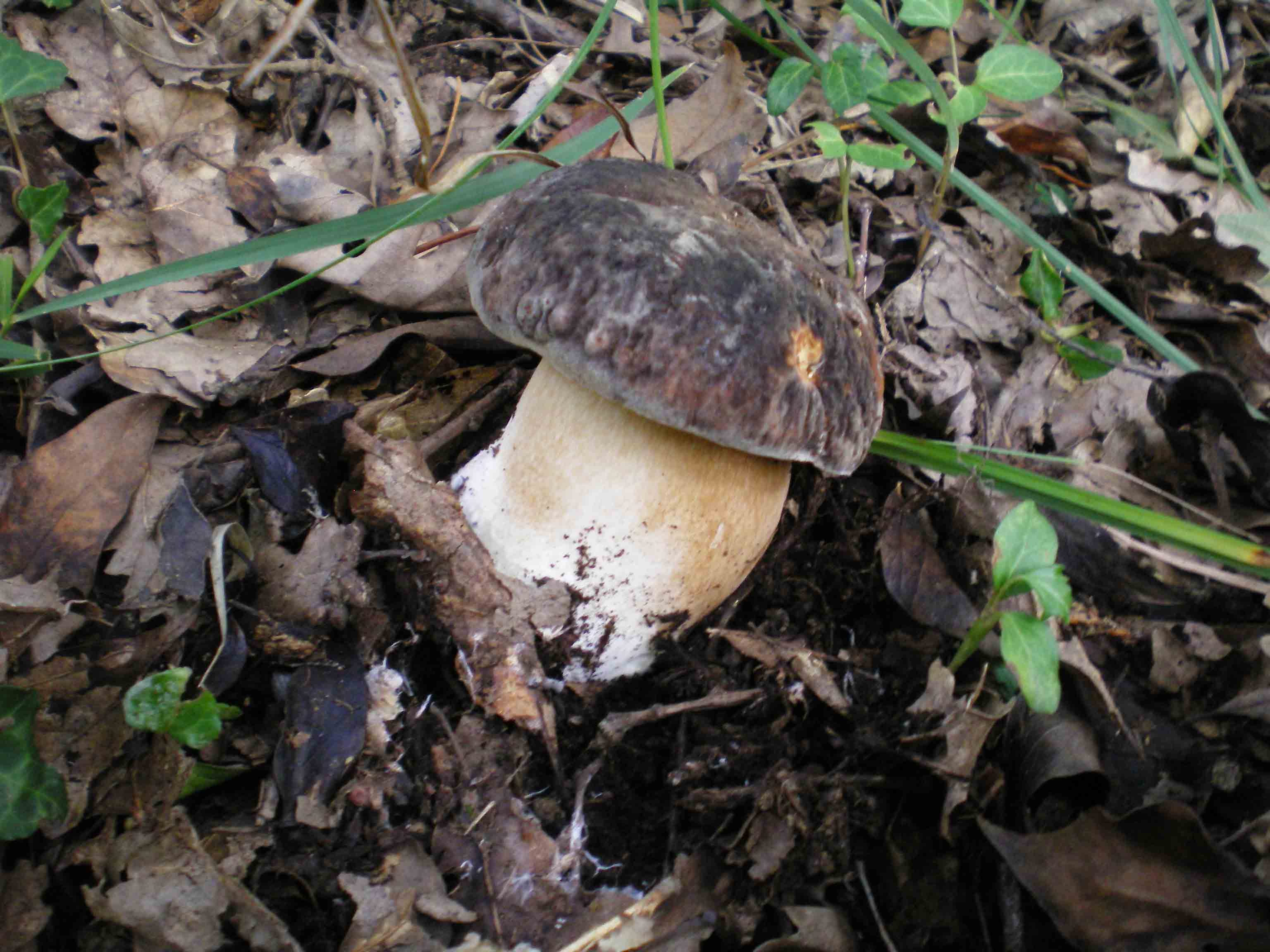 Escursione Colline metallifere 9 ott. 2010