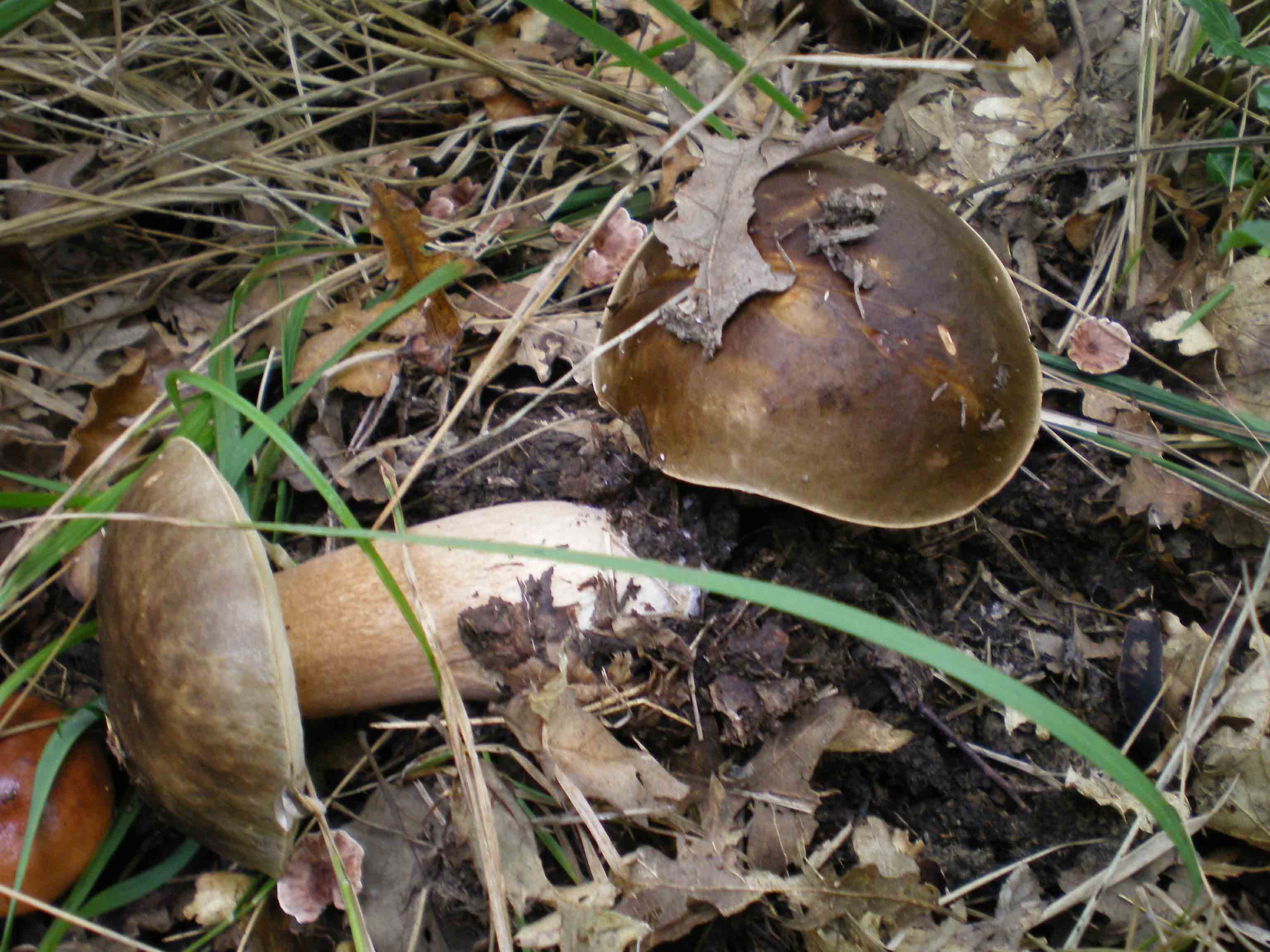 Escursione Colline metallifere 9 ott. 2010