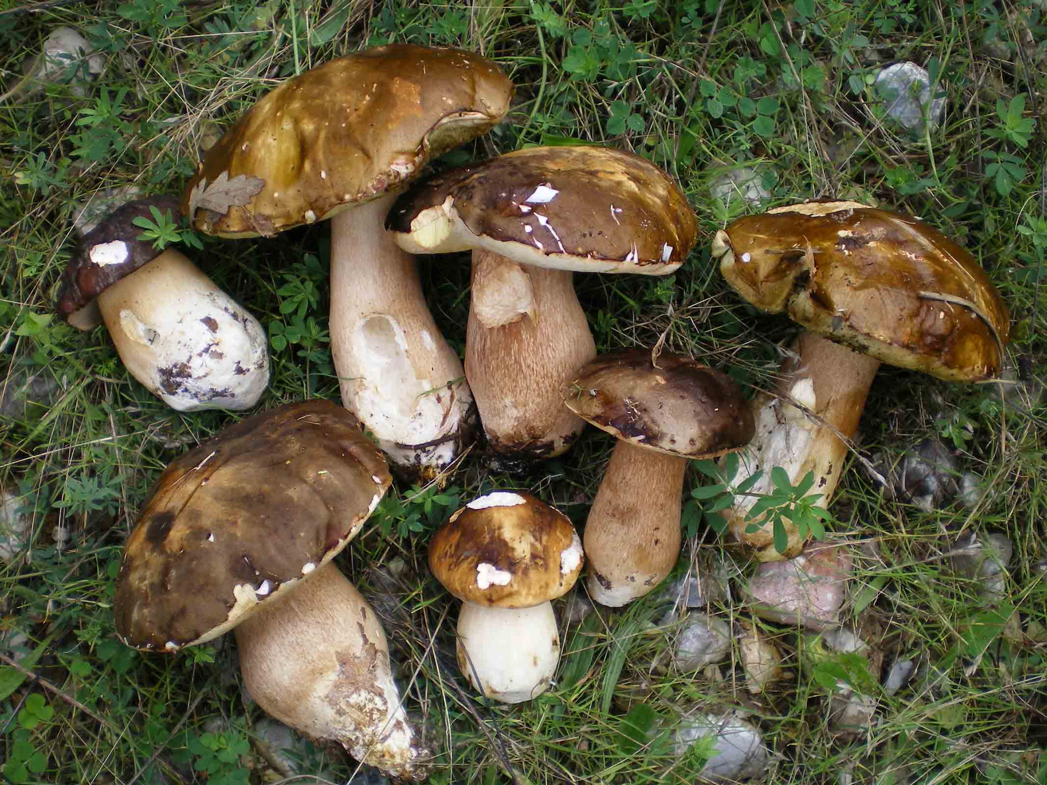 Escursione Colline metallifere 9 ott. 2010