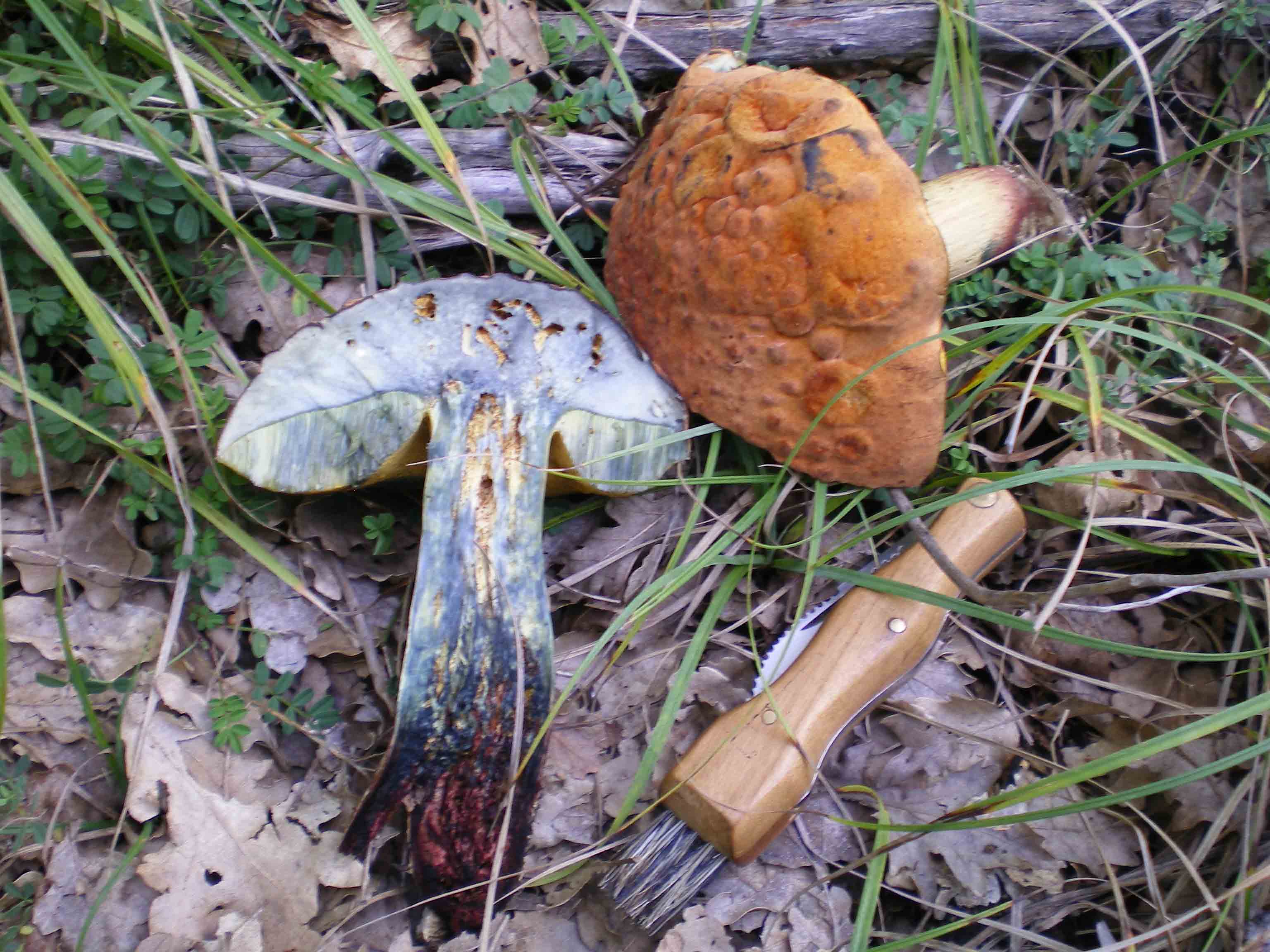 Escursione Colline metallifere 9 ott. 2010