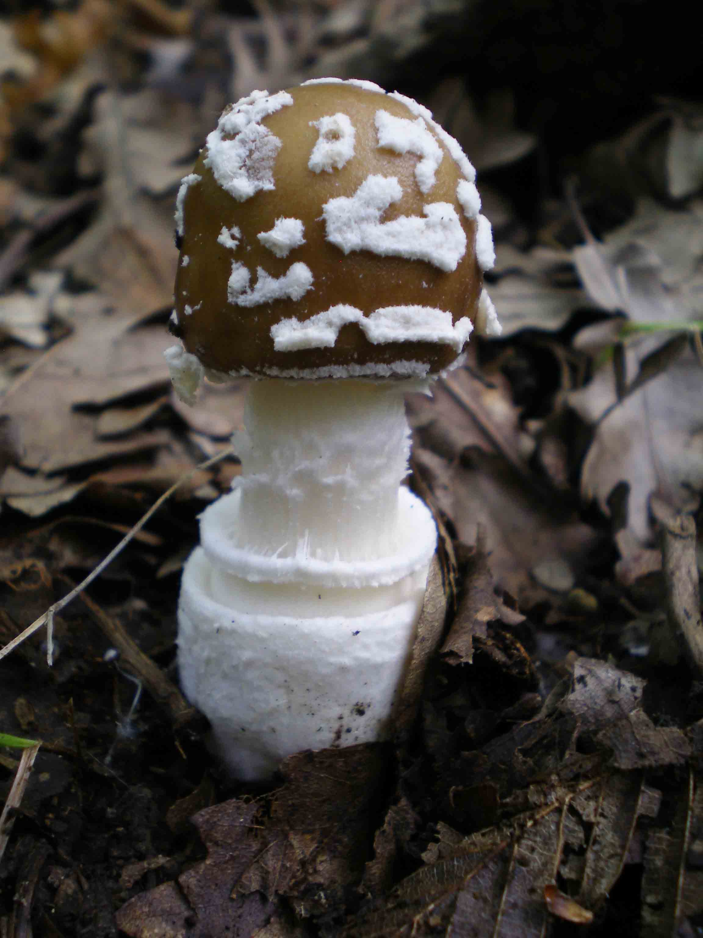 Escursione Colline metallifere 9 ott. 2010