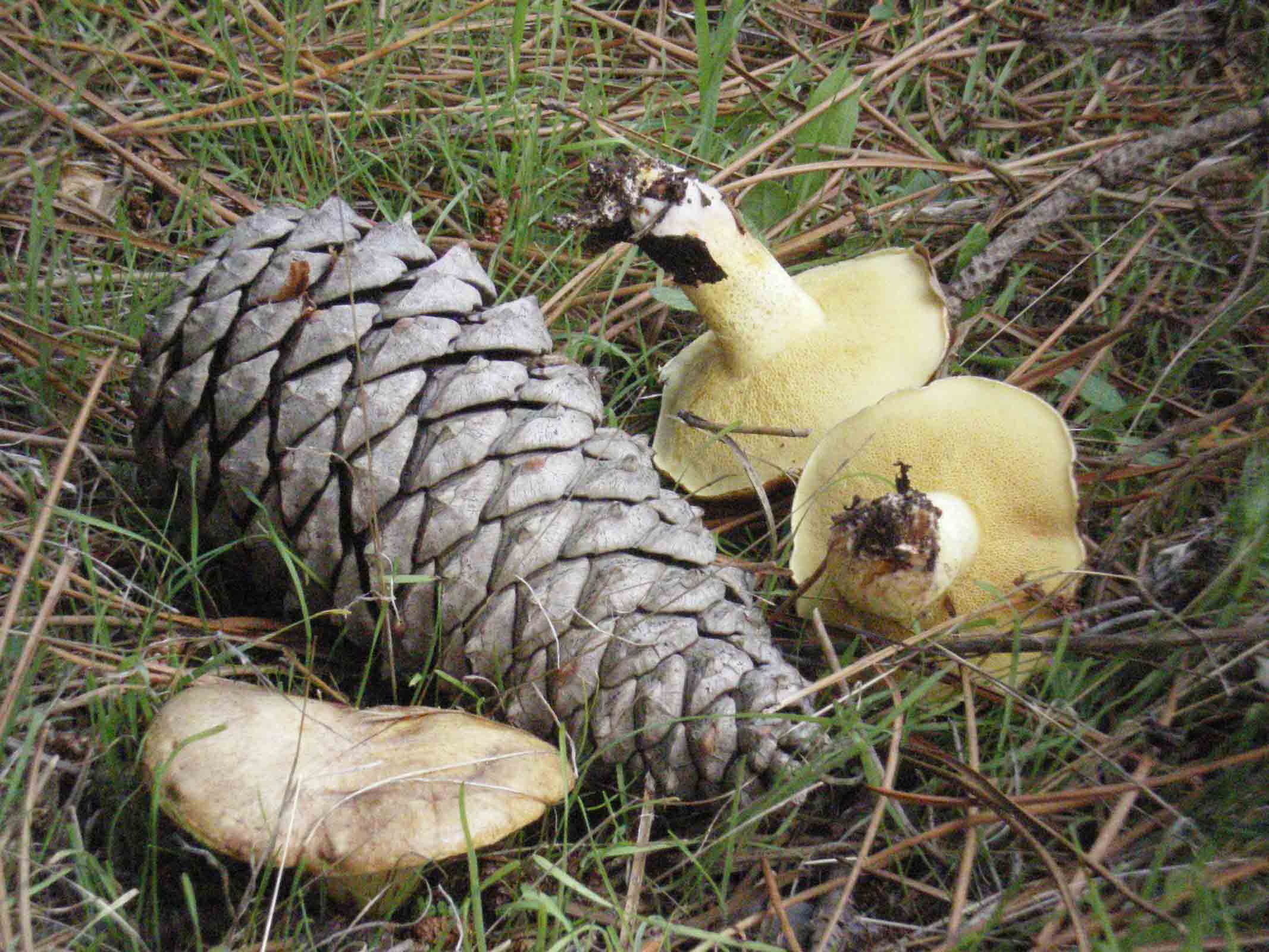 Escursione Colline metallifere 9 ott. 2010