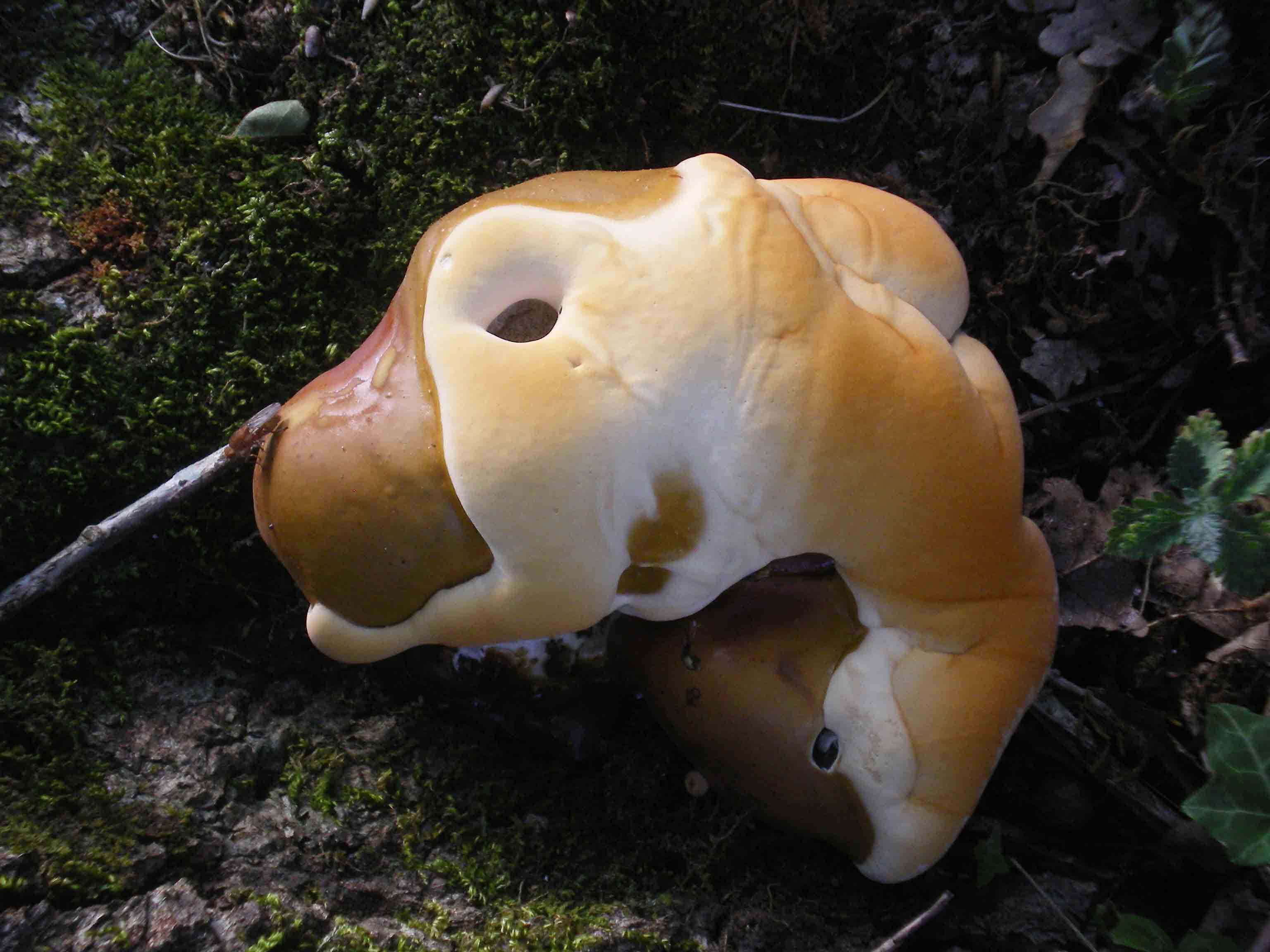 possibile Ganoderma lucidum??