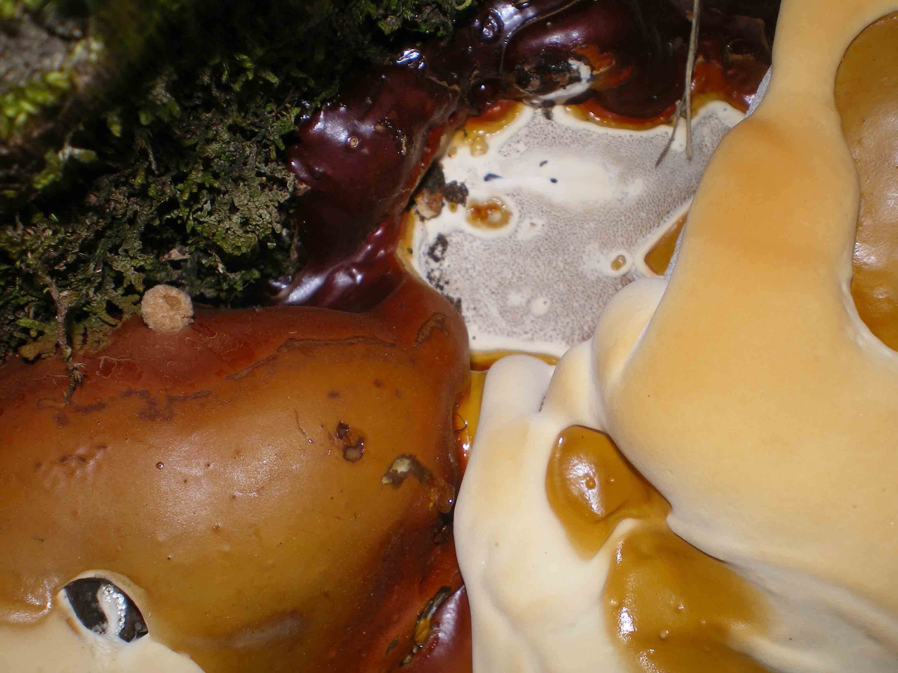 possibile Ganoderma lucidum??