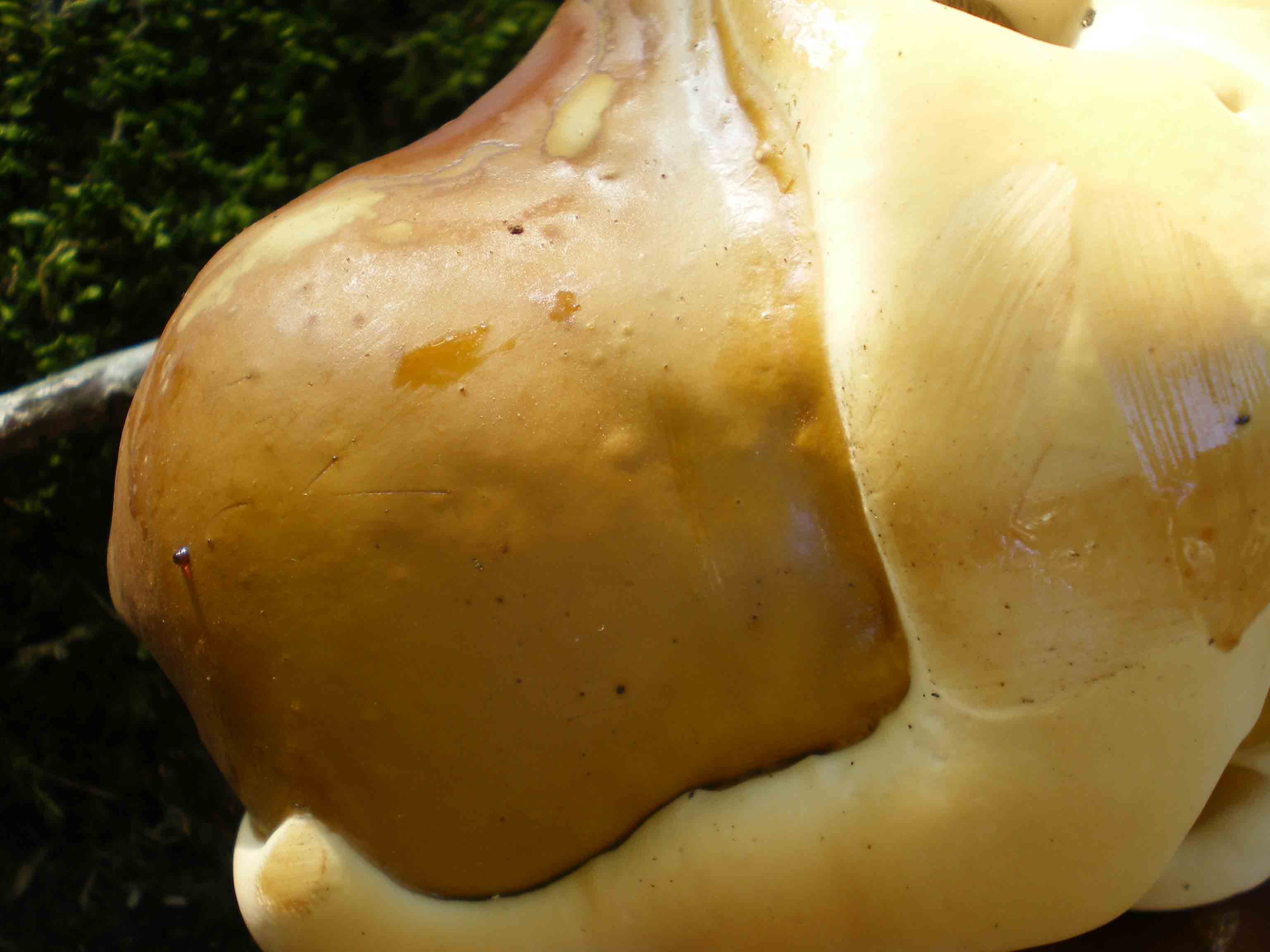 possibile Ganoderma lucidum??