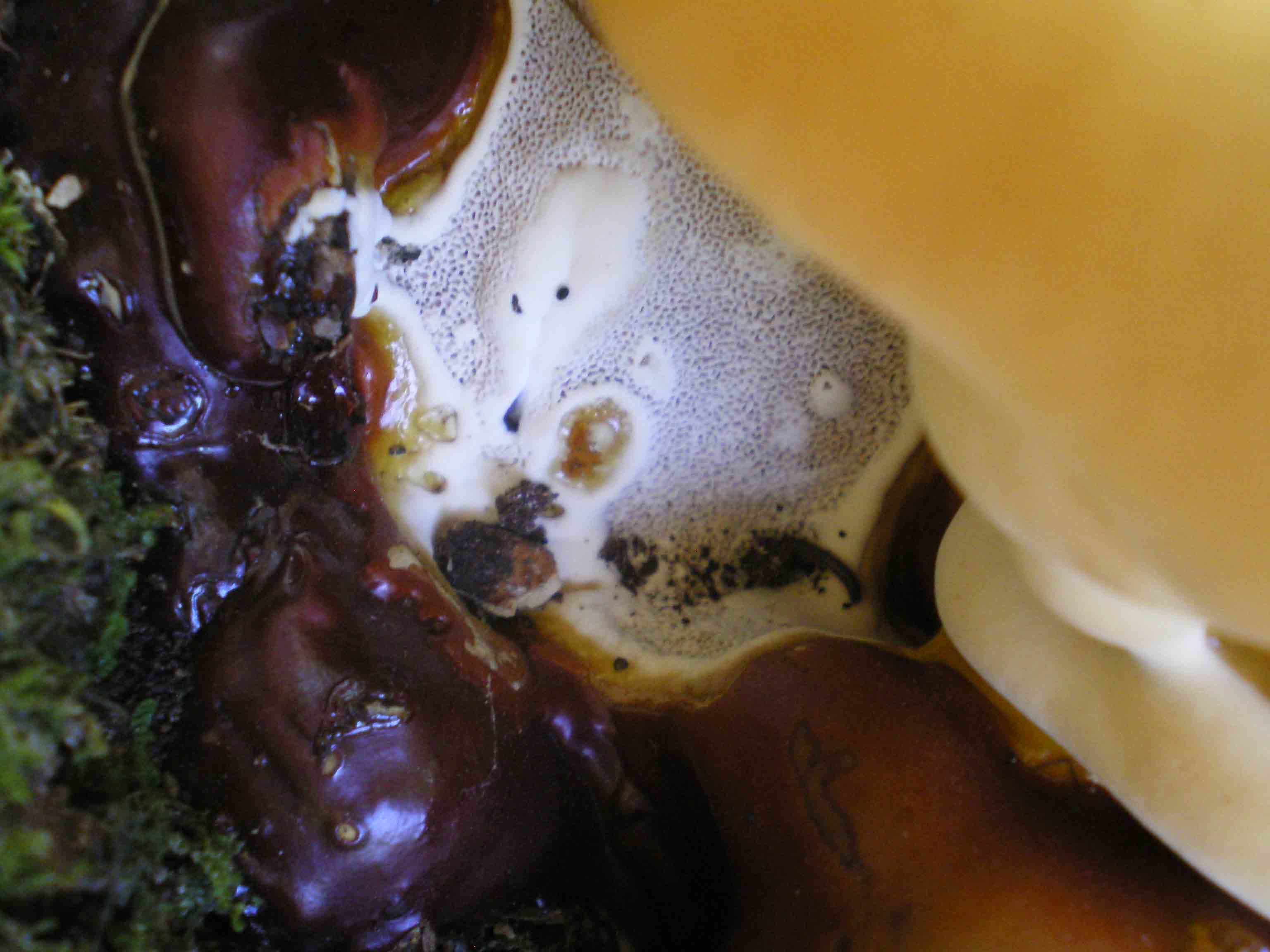 possibile Ganoderma lucidum??