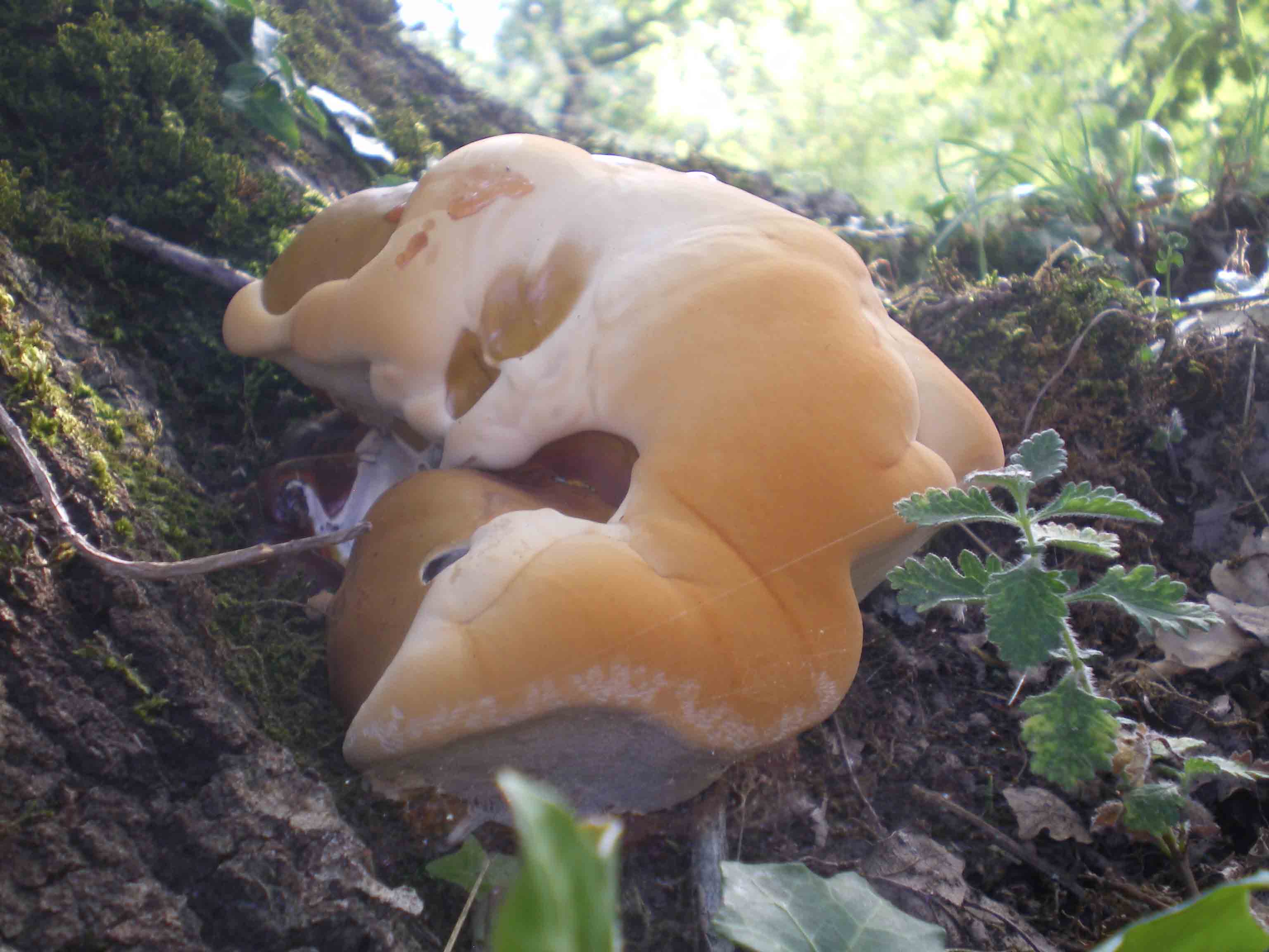 possibile Ganoderma lucidum??