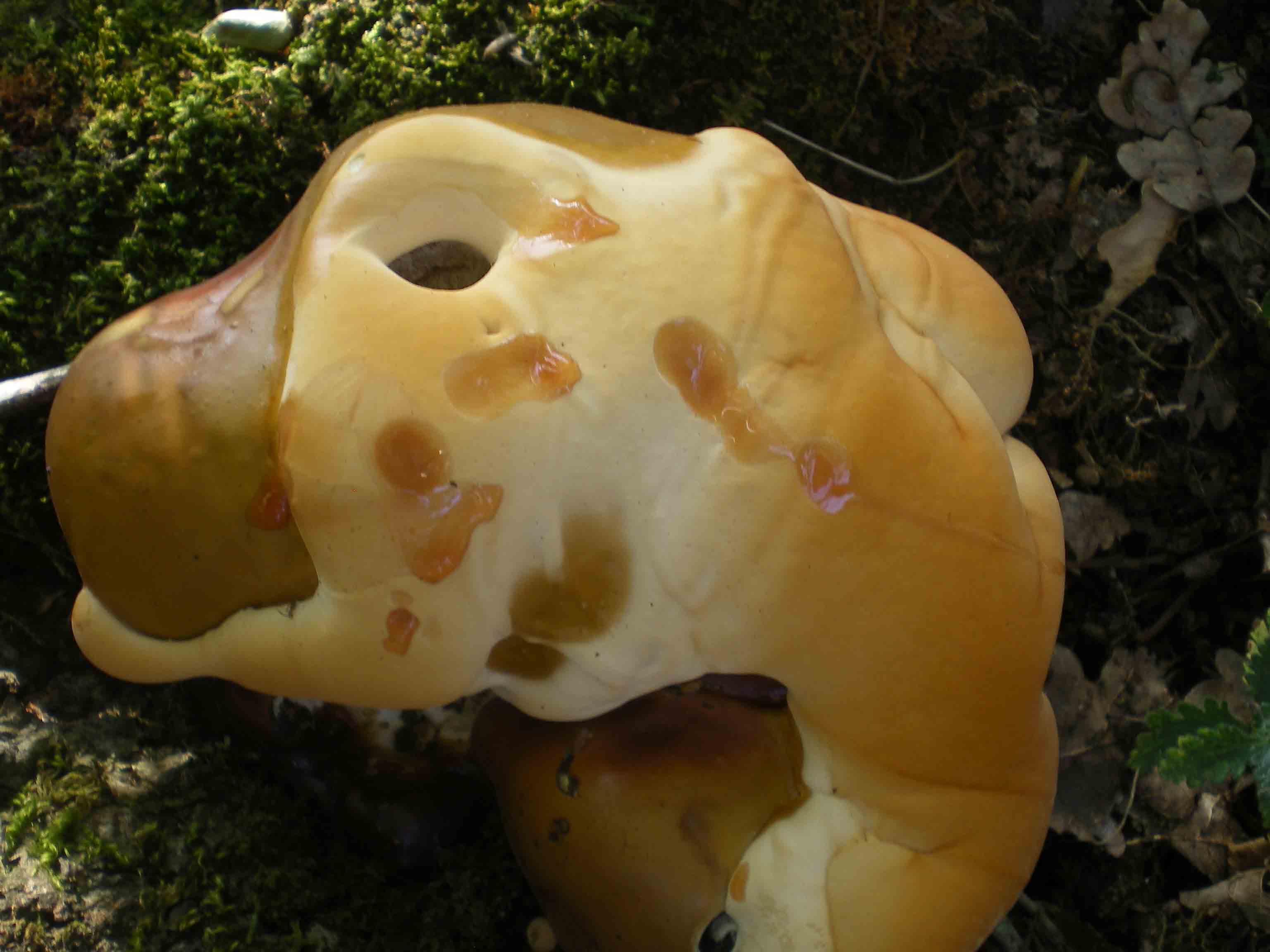 possibile Ganoderma lucidum??