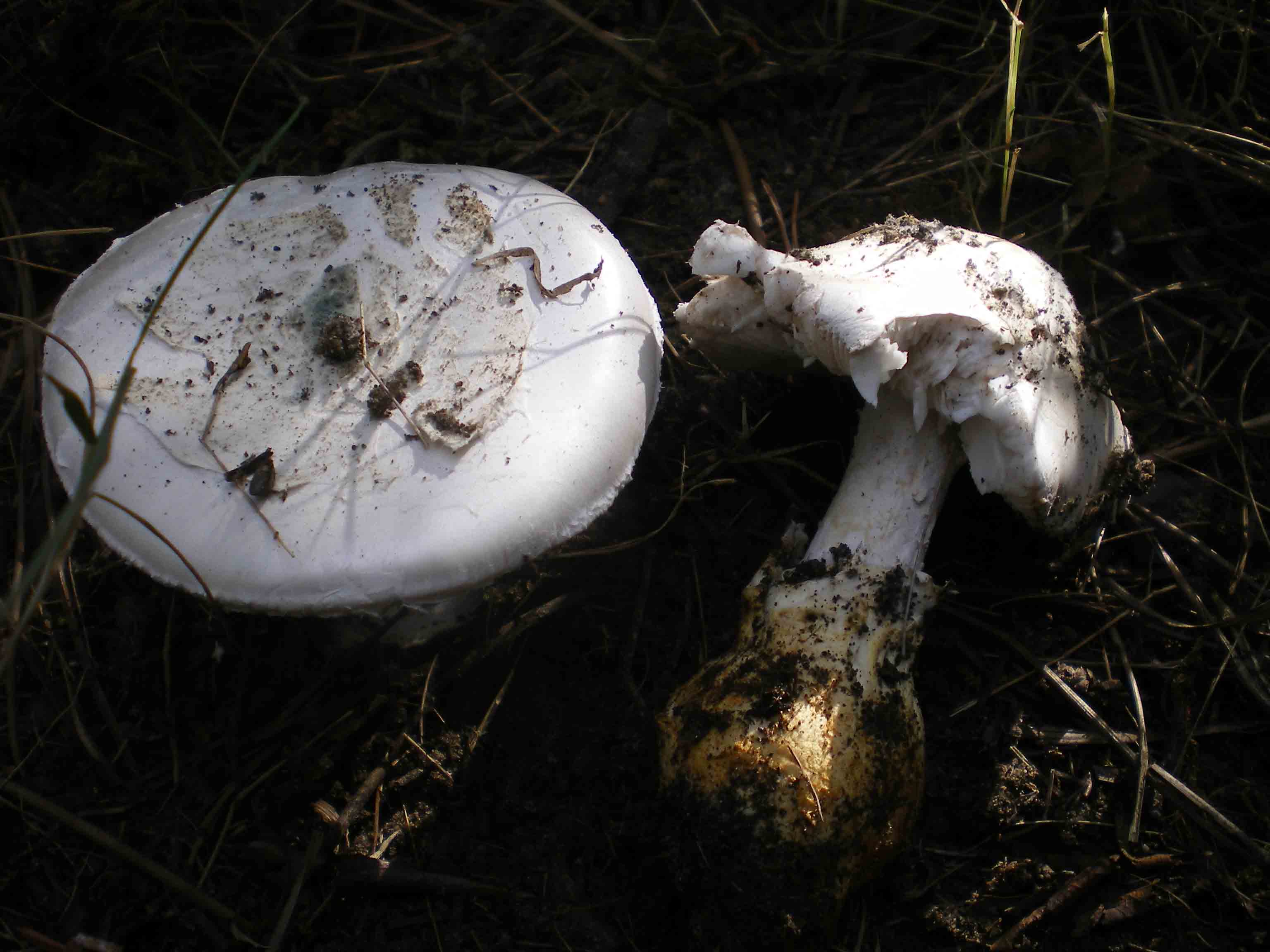 Amanita ovoidea