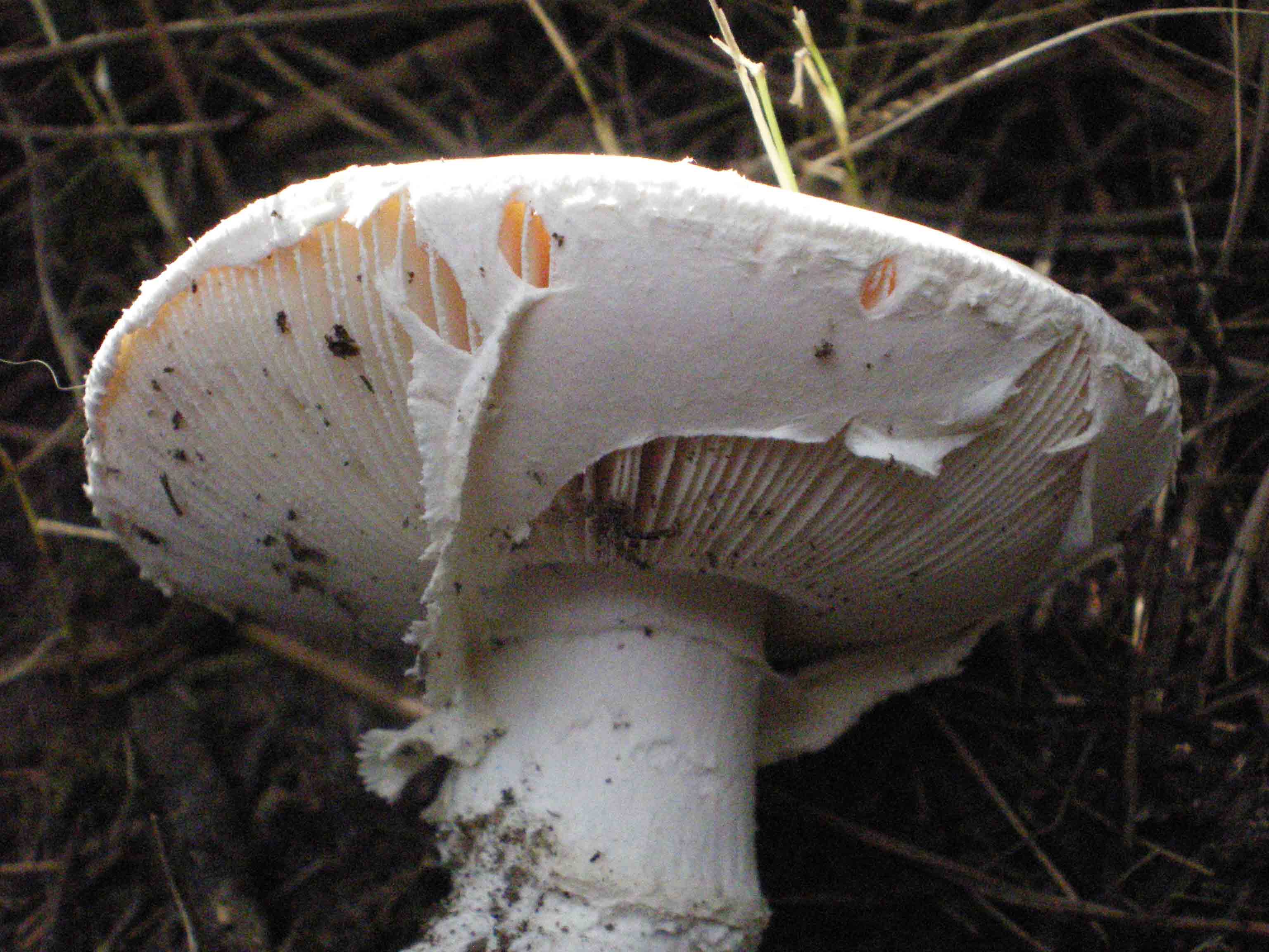 Amanita ovoidea