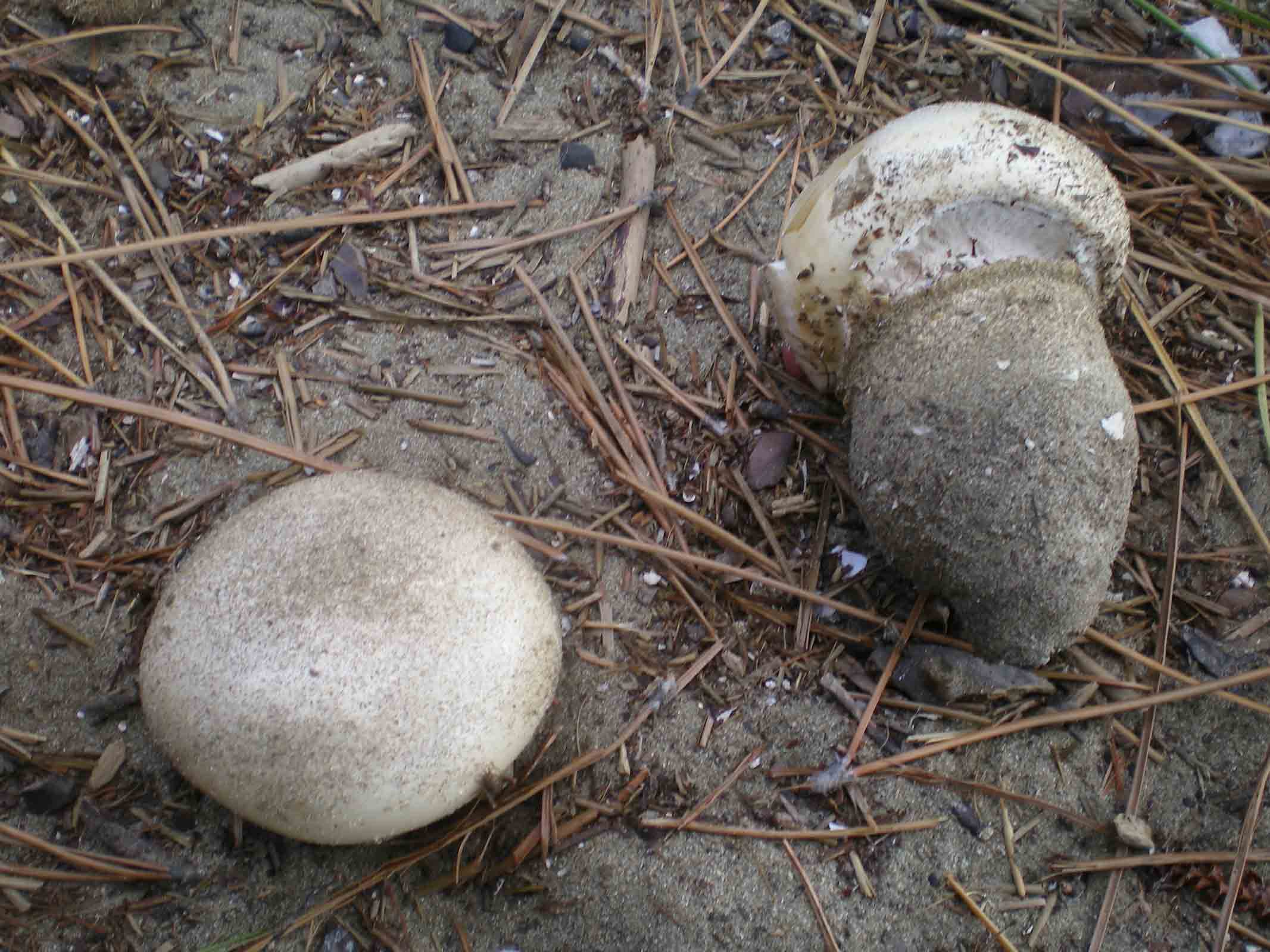 Amanita ovoidea