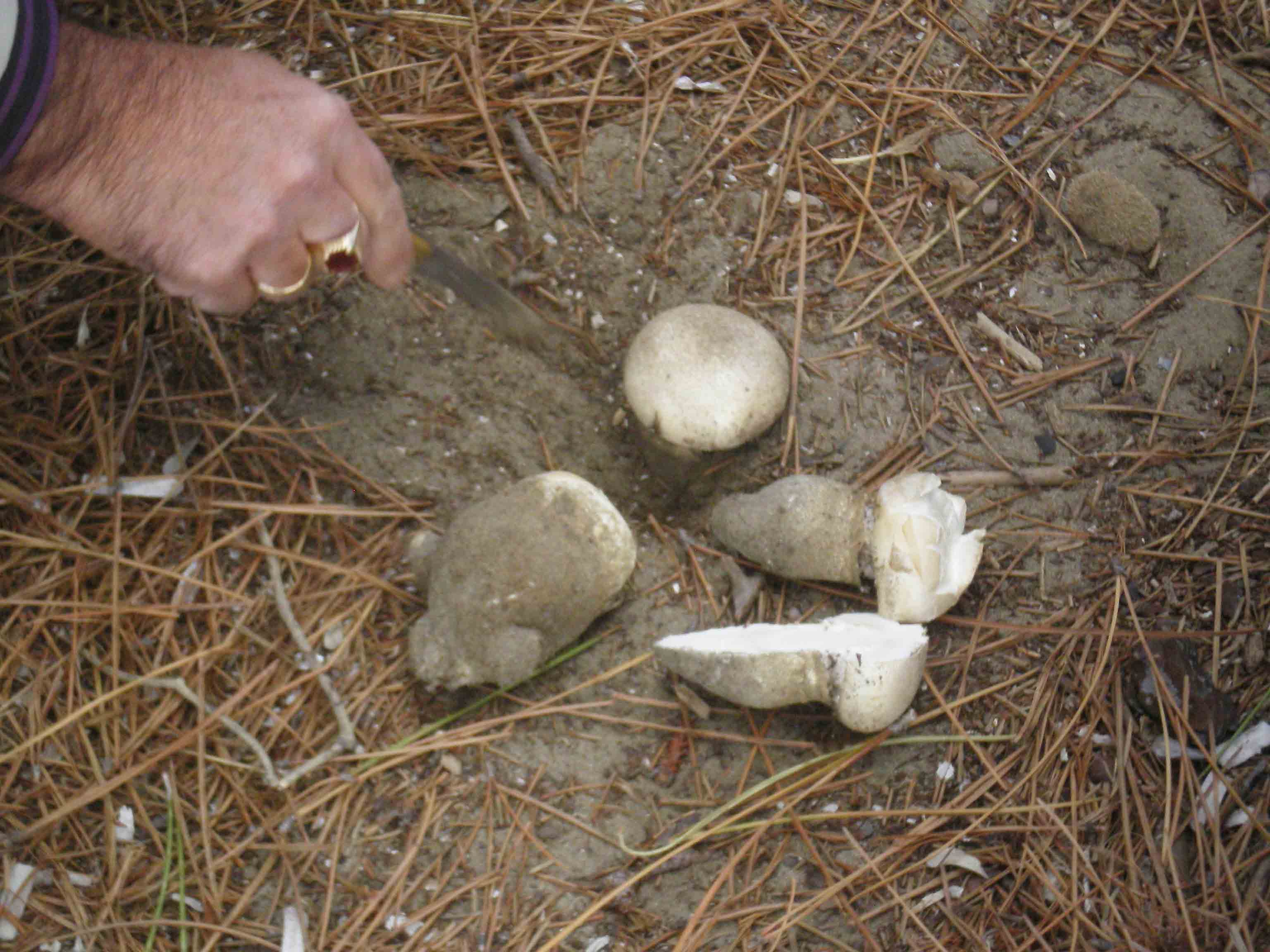 Amanita ovoidea