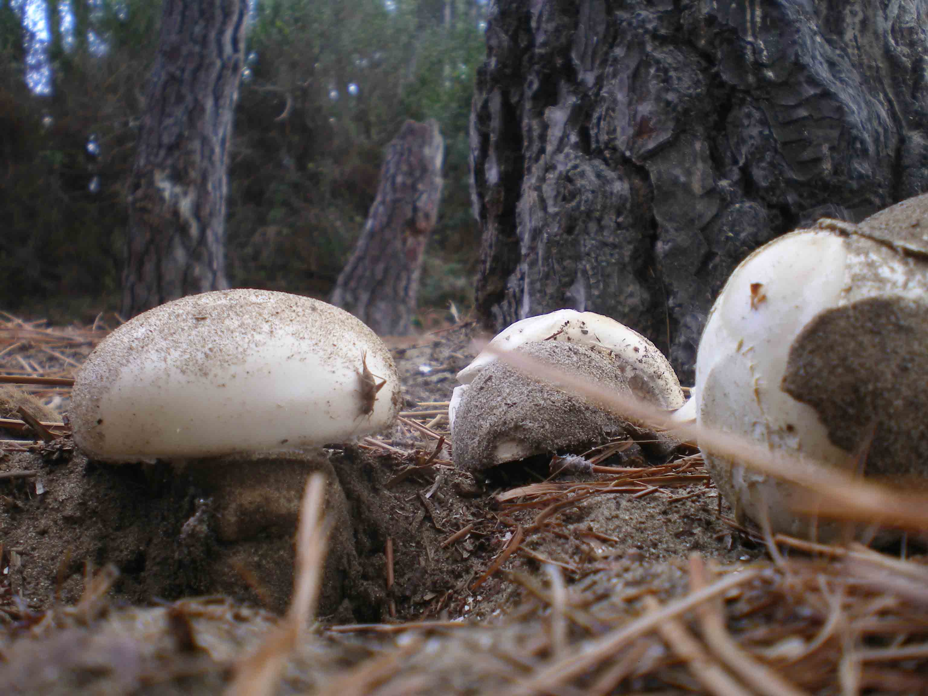 Amanita ovoidea