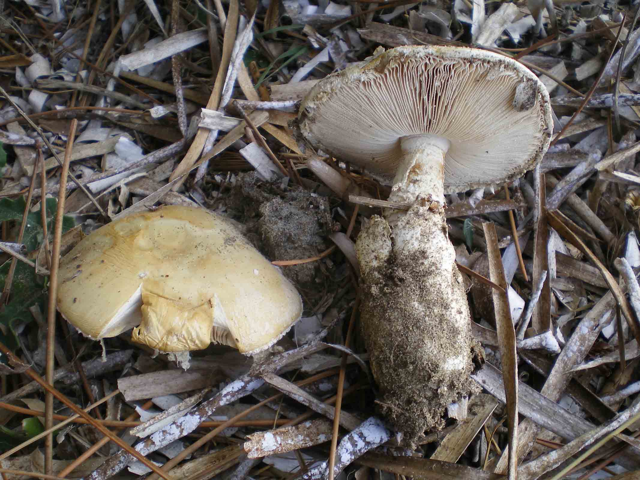 Amanita ovoidea