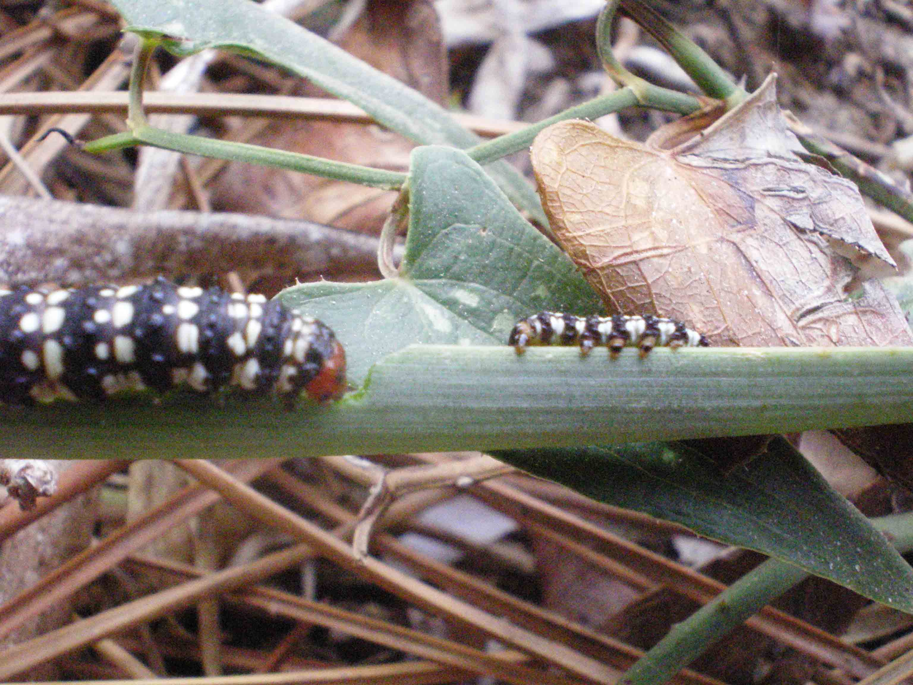 Bruco di Brithys crini