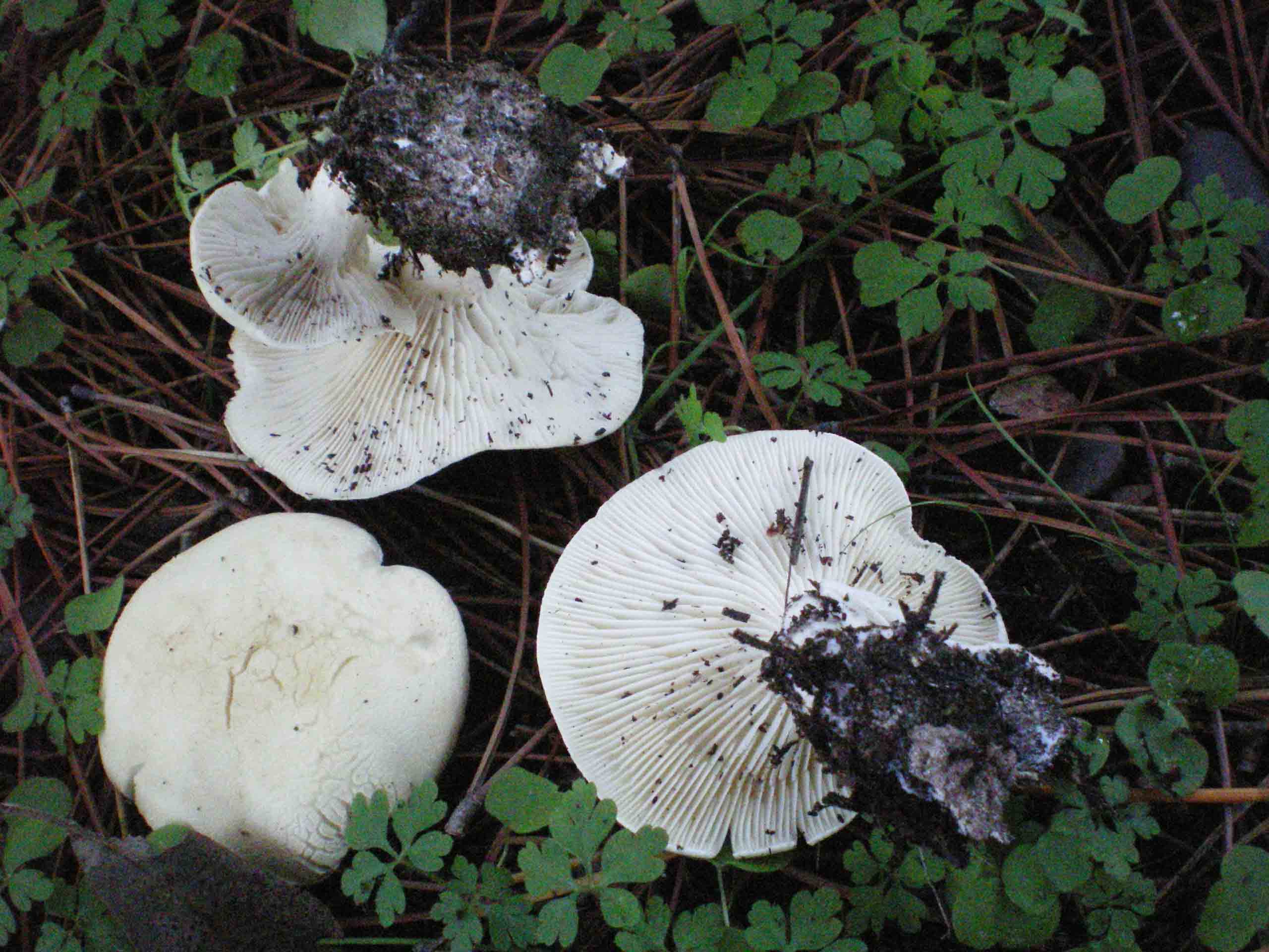 Mah...mi da l''idea di un Clitopilus...