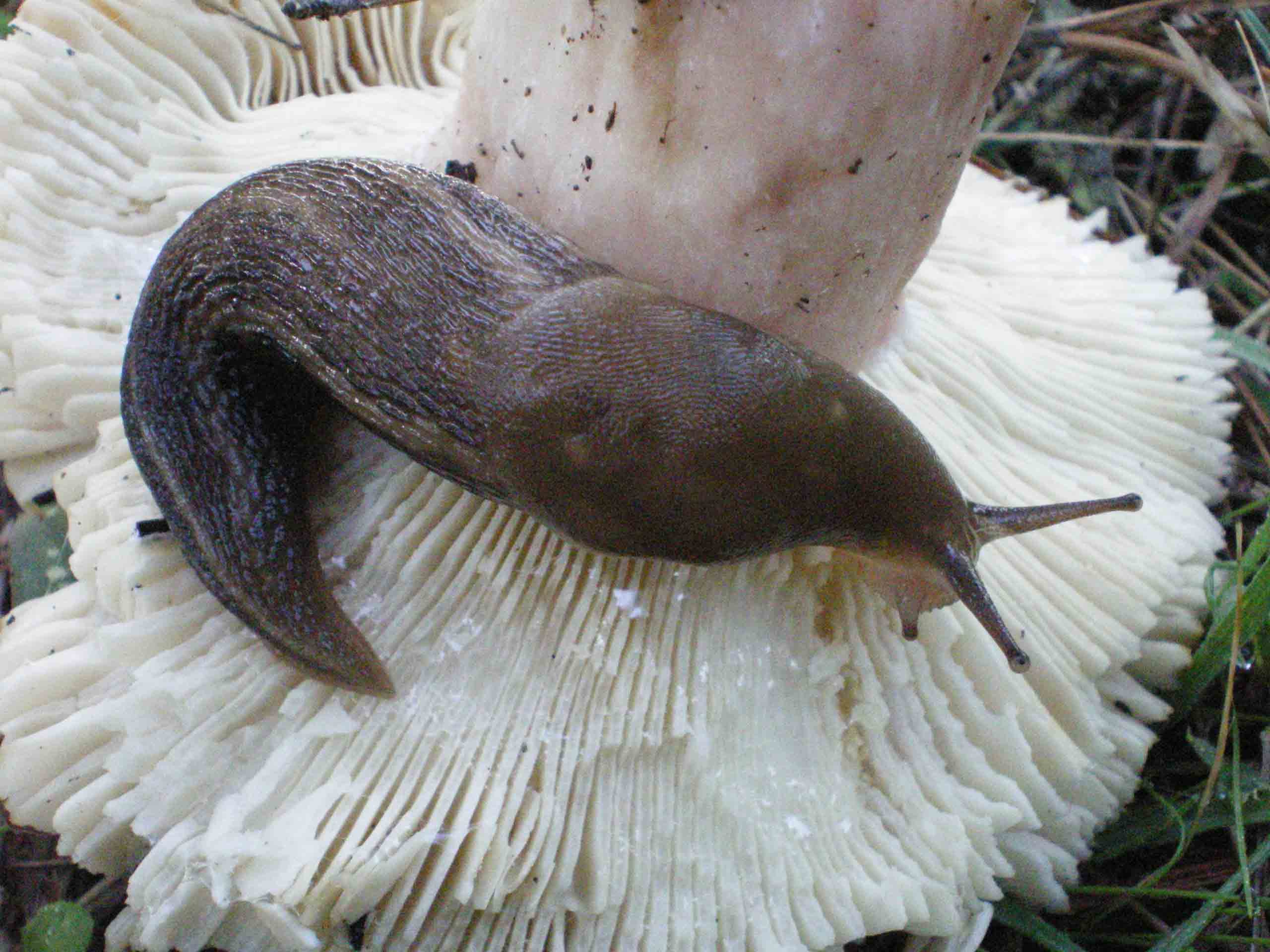 Limax corsicus-gruppo da Follonica (GR)  vicino al golfo!