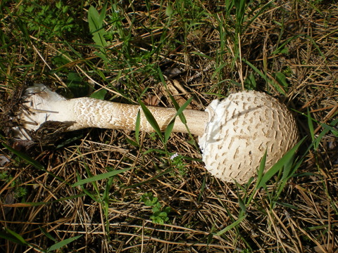 Macrolepiota di fine aprile