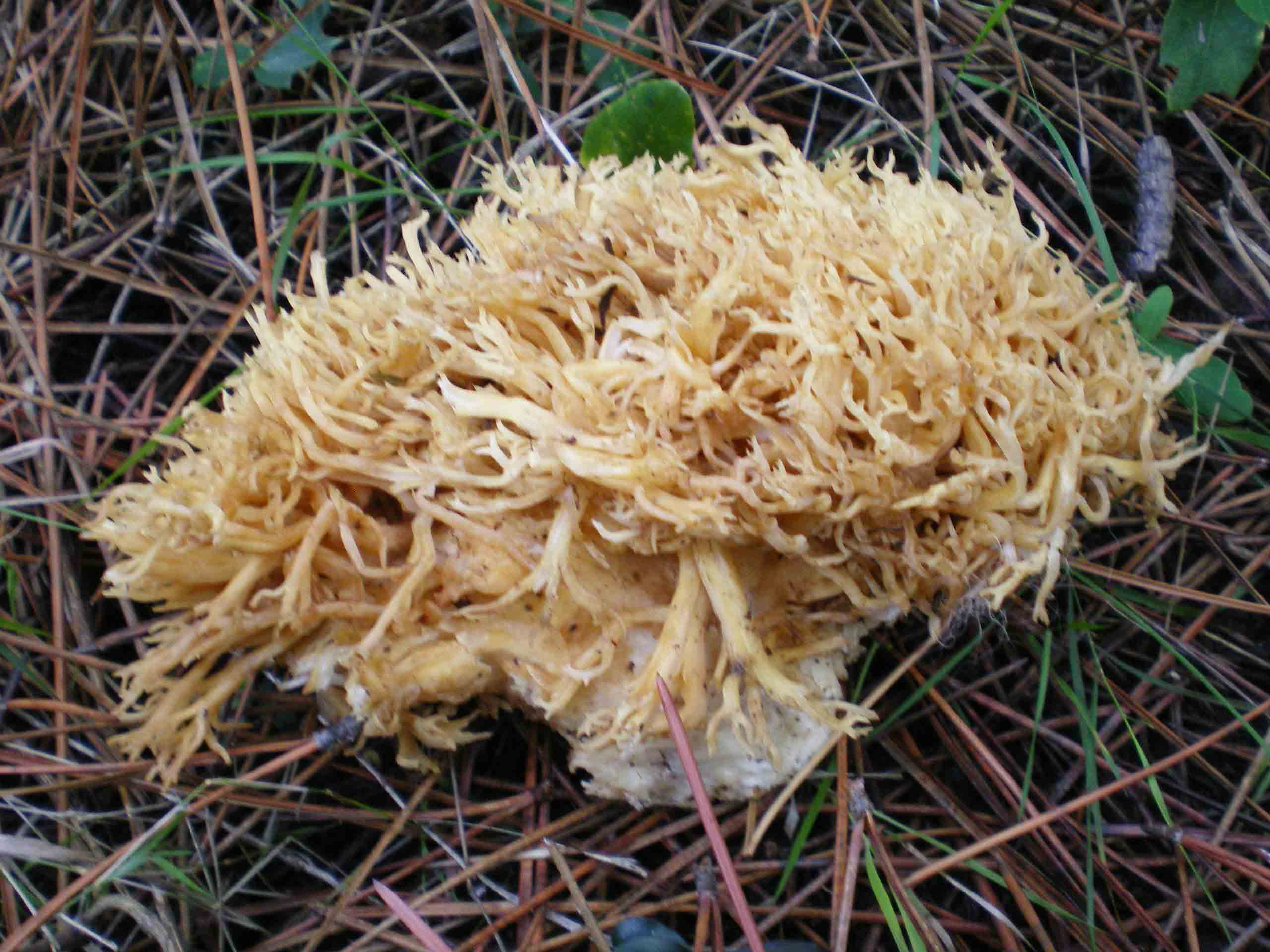Qualche Cantharellus lutescens comincia a crescere.