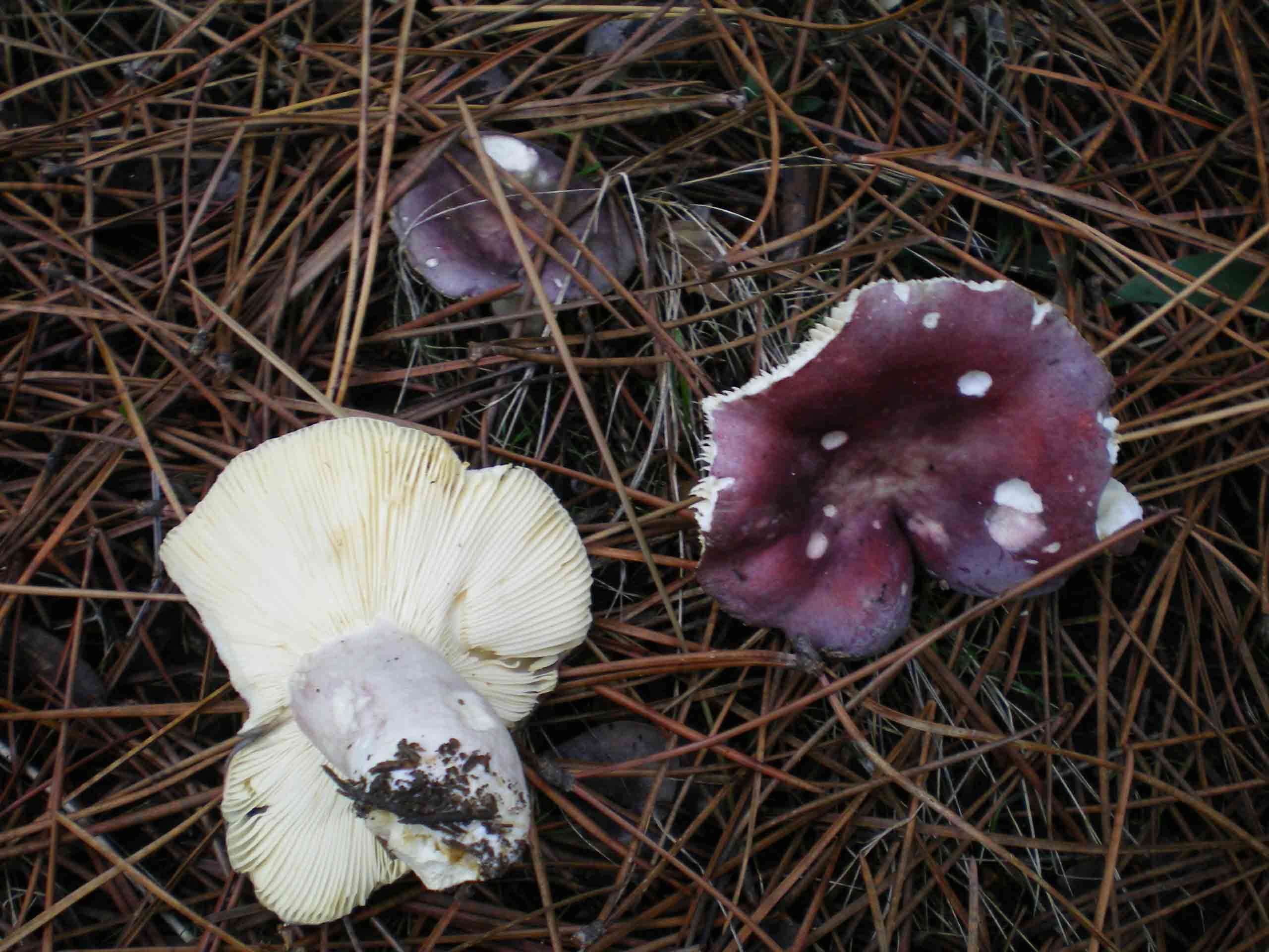 Qualche Cantharellus lutescens comincia a crescere.