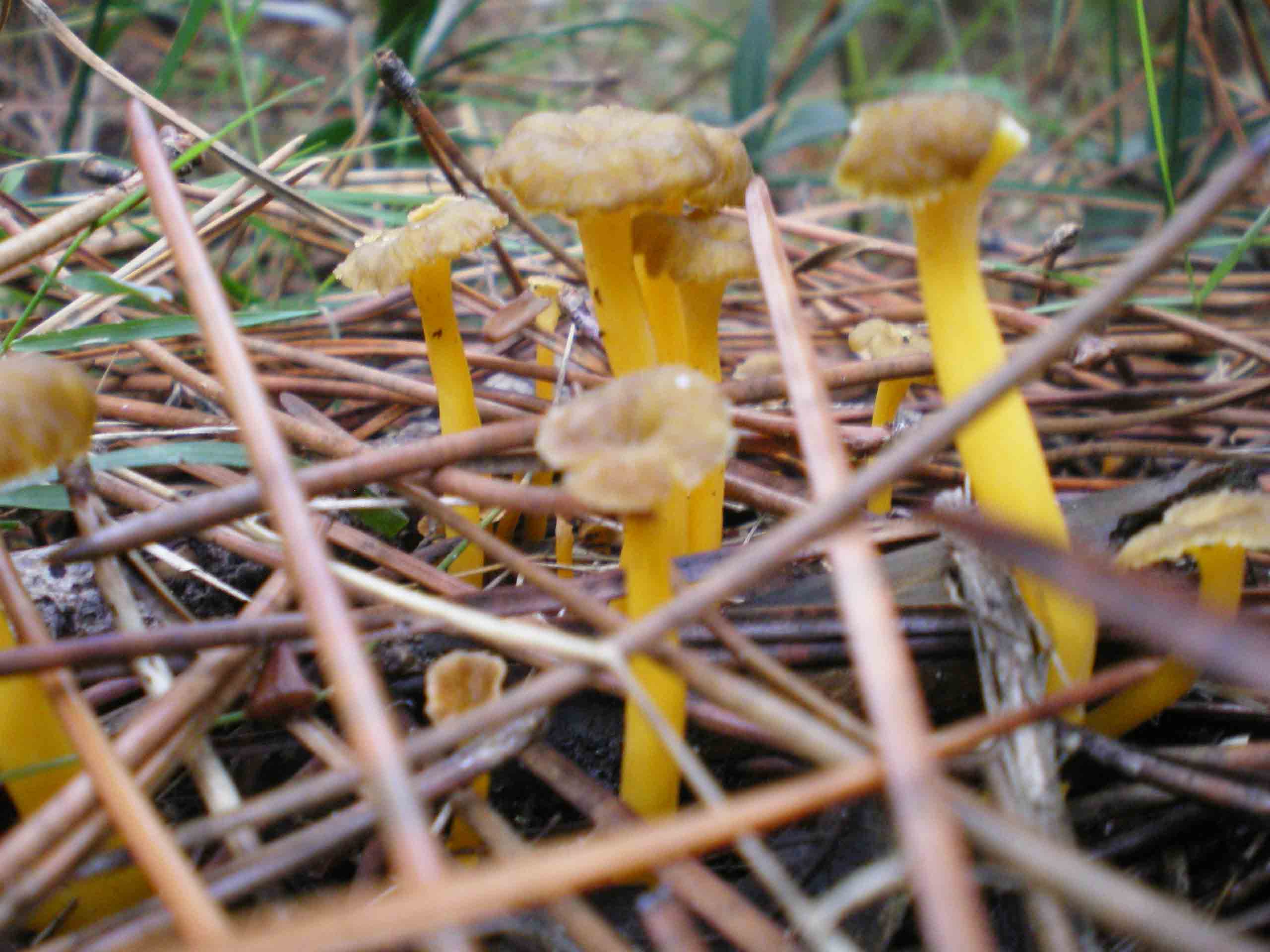 Qualche Cantharellus lutescens comincia a crescere.
