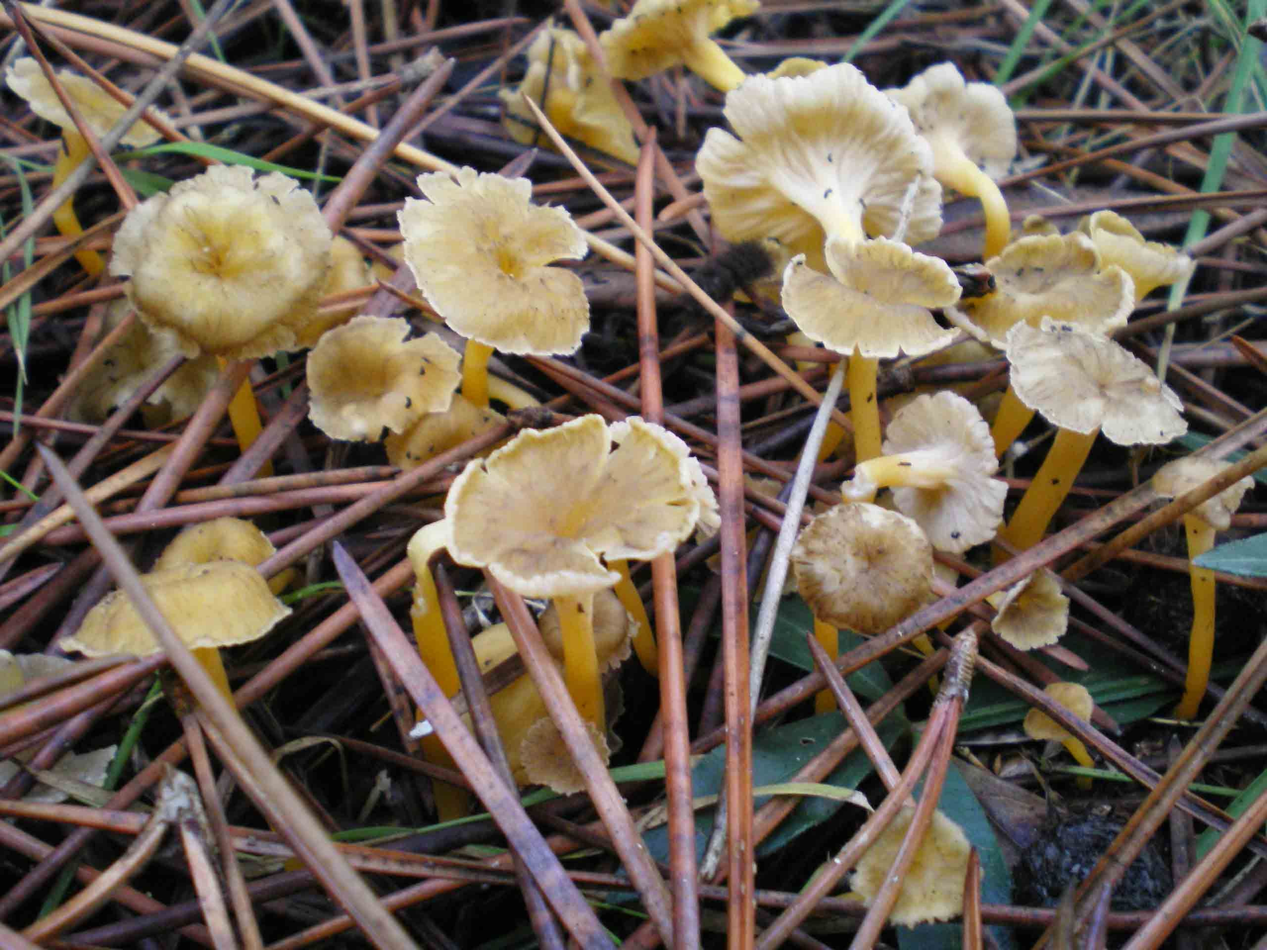 Qualche Cantharellus lutescens comincia a crescere.