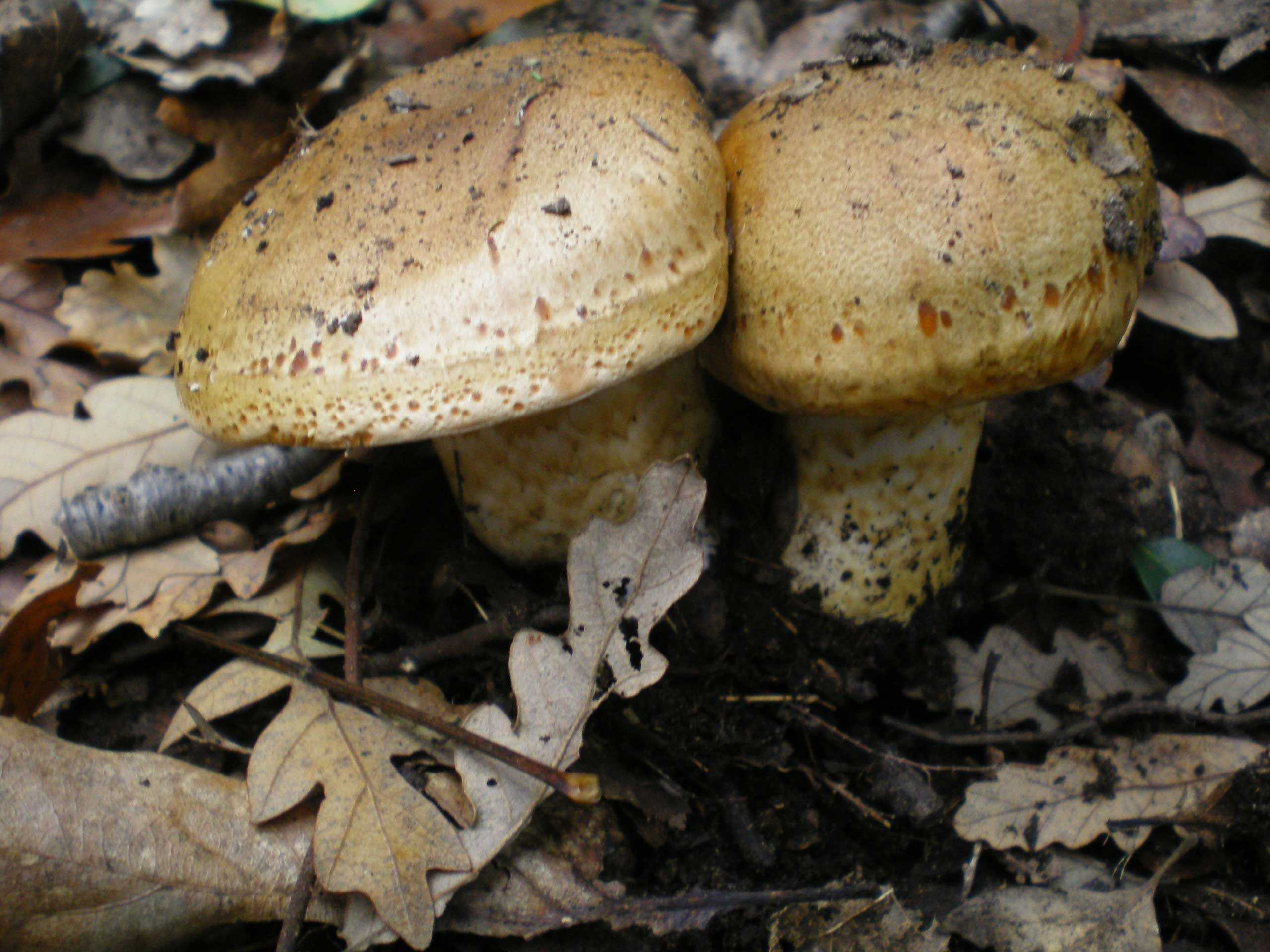 Portamento da id. ...