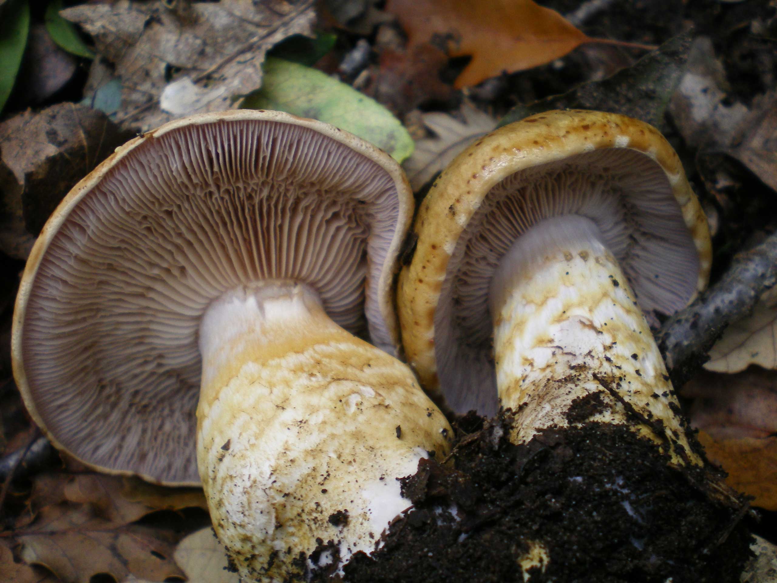 Portamento da id. ...