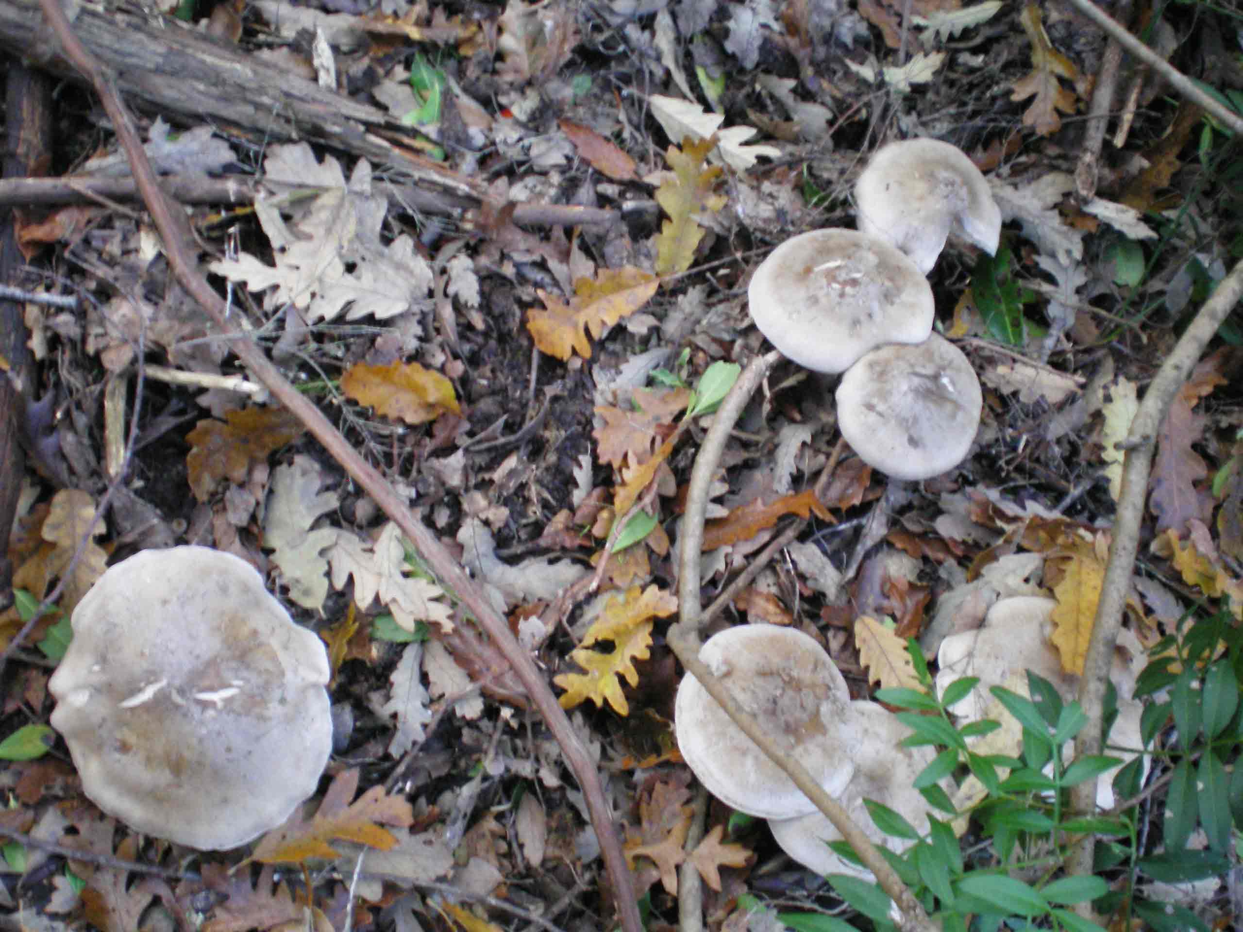 Oggi...C. nebularis?