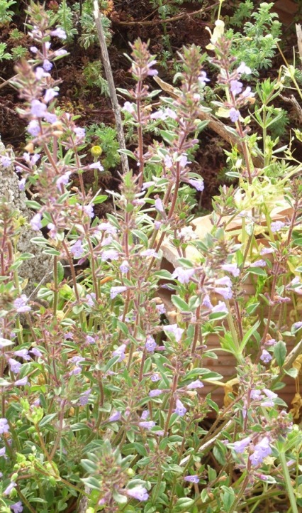 Micromeria graeca