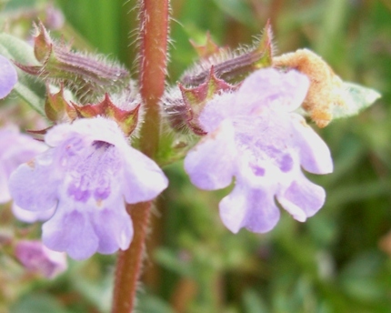Micromeria graeca