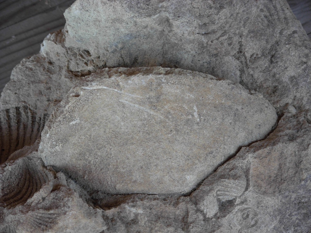 Fossili da determinare