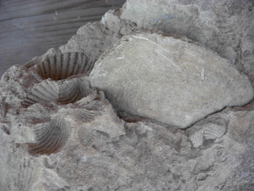 Fossili da determinare