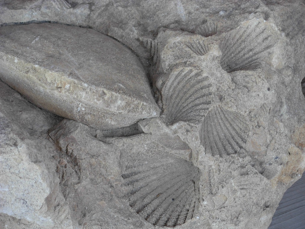 Fossili da determinare