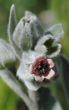 Cynoglossum cheirifolium / Lingua di cane giallastra