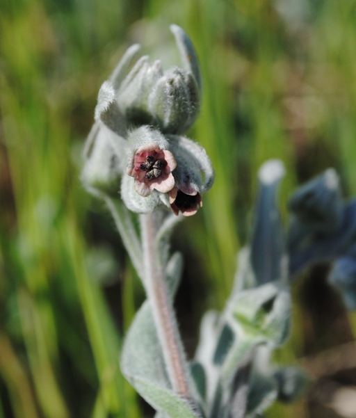 Cynoglossum cheirifolium / Lingua di cane giallastra