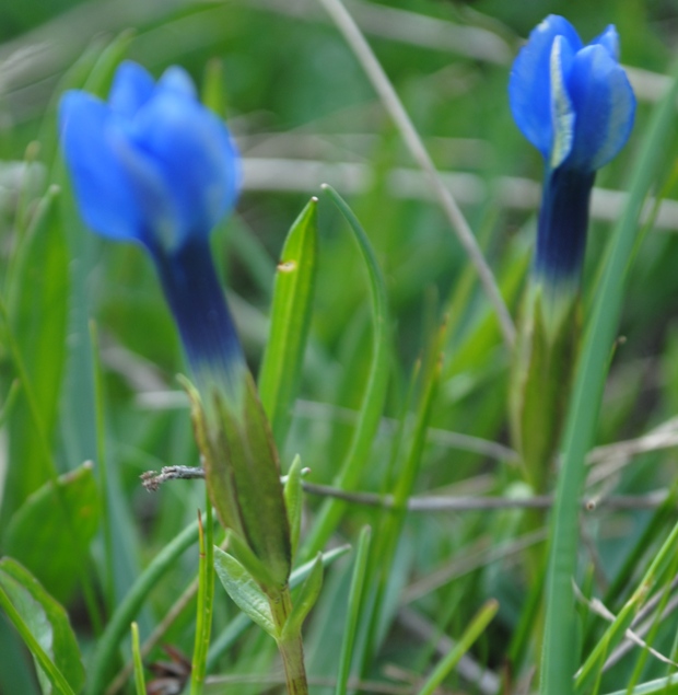 Gentiana?