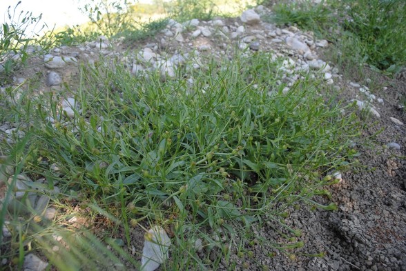 Hedypnois rhagadioloides (=Hedypnois cretica) / Radicchio tubuloso