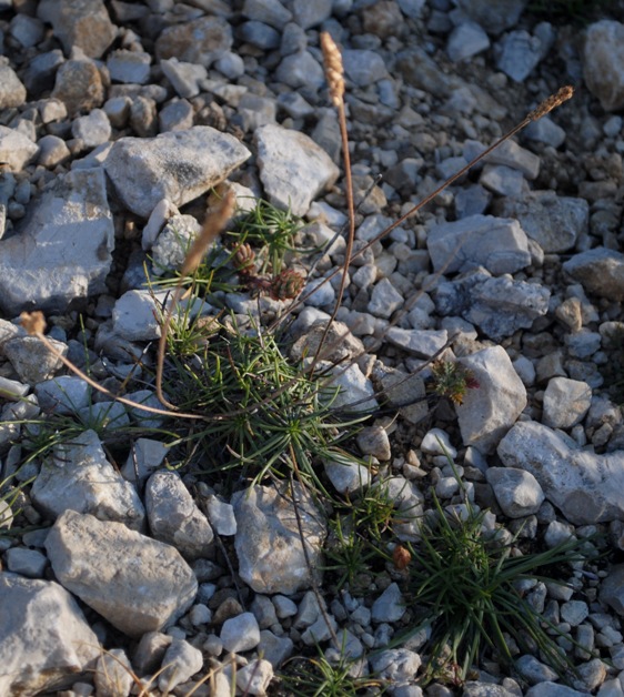 Plantago maritima subsp. serpentina