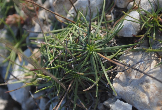 Plantago maritima subsp. serpentina