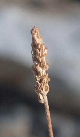 Plantago maritima subsp. serpentina
