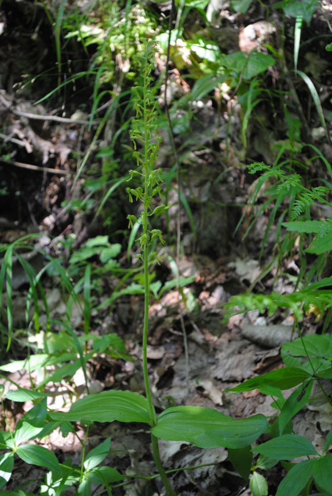 Neottia ovata